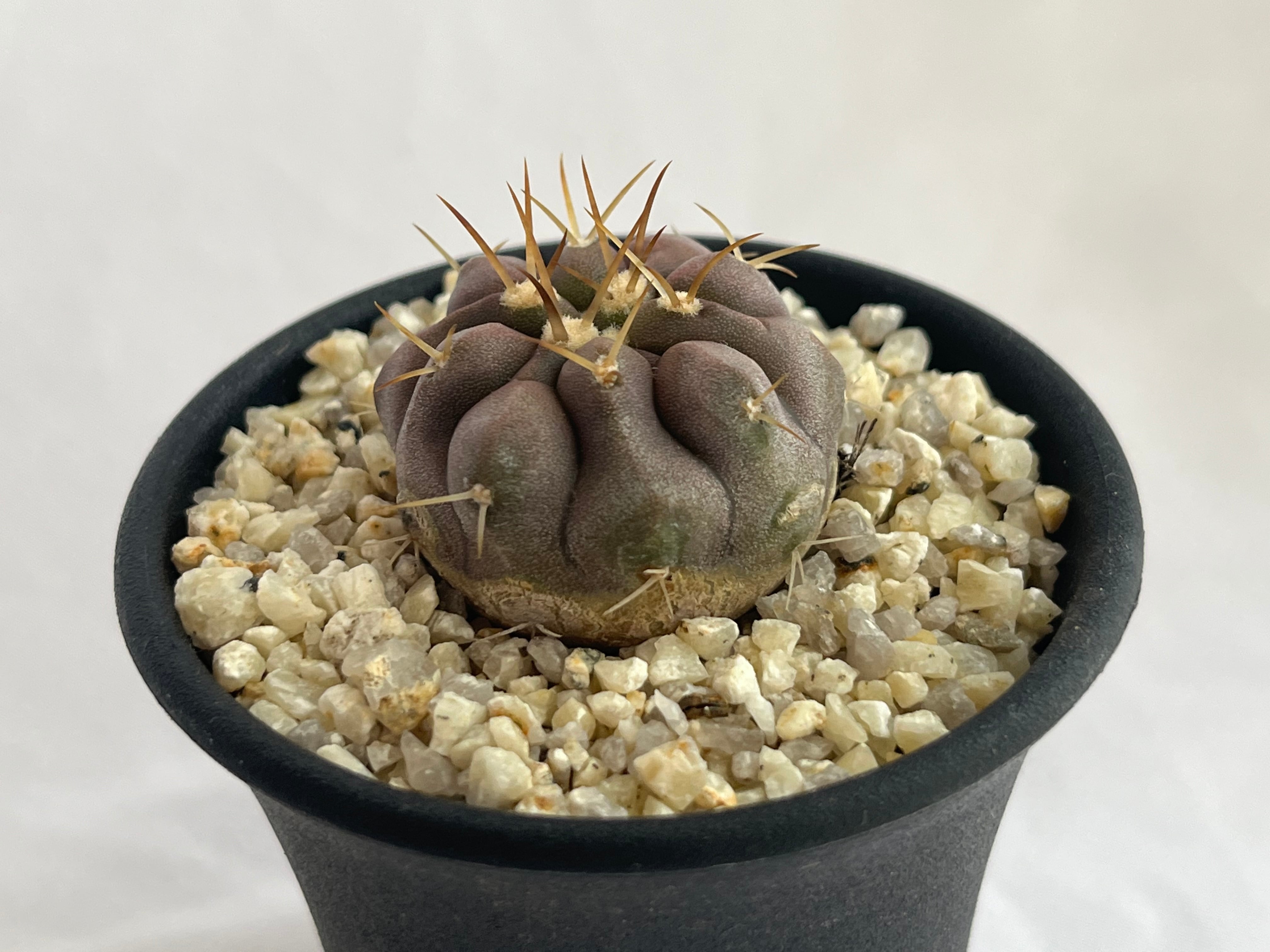 Copiapoa cinerea var. columna-alba　コピアポア　コルムナアルバ　孤竜丸　サボテン | plants MARU ー  多肉植物・サボテン・園芸グッズのお店 ー powered by BASE