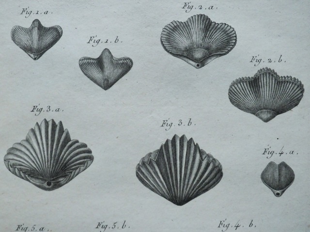 HISTOIRE NATURELLE , Coquilles Bivalves