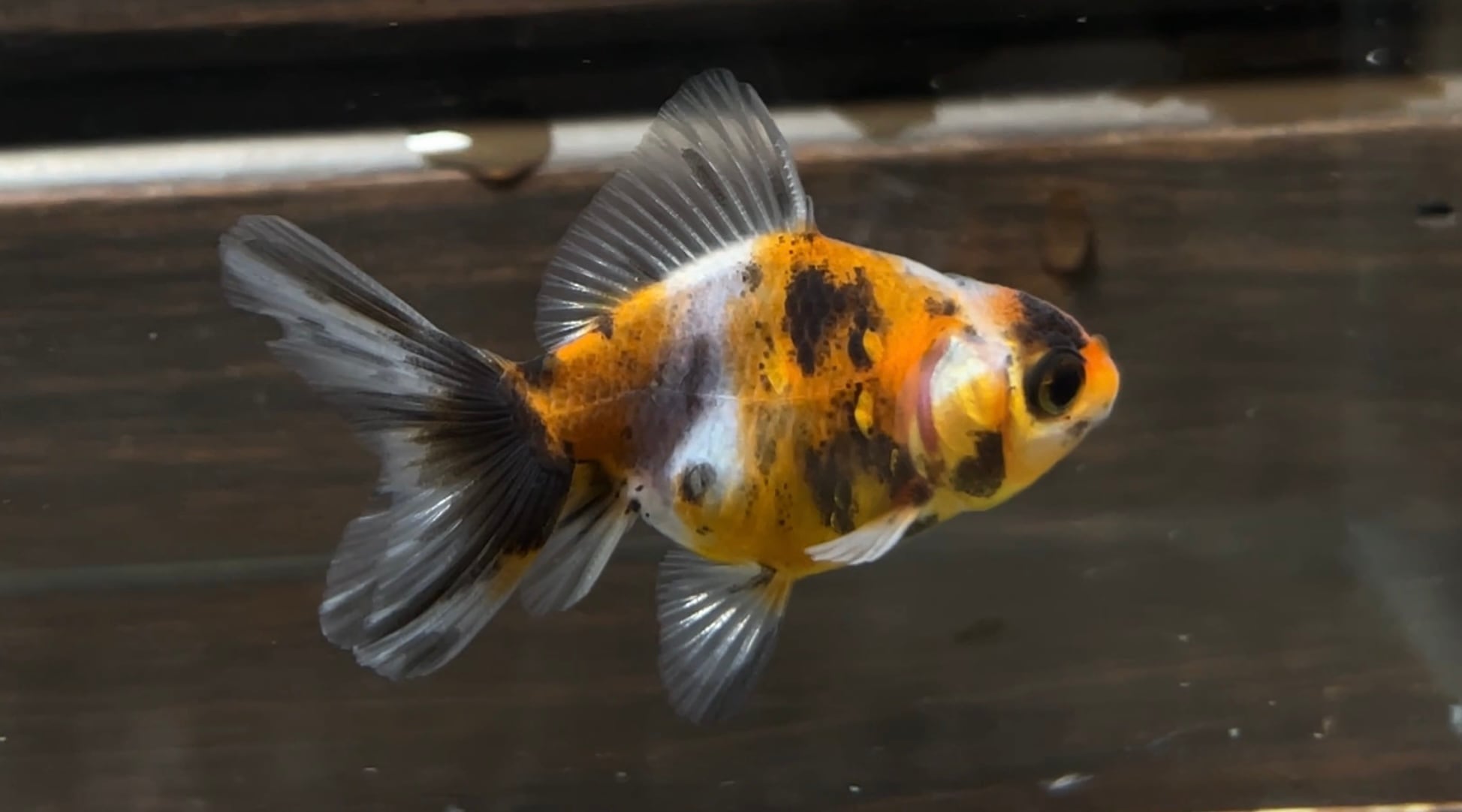 用品 咲ひかり金魚 稚魚用 緩慢沈下 100g 1個 | アクアヒーリング