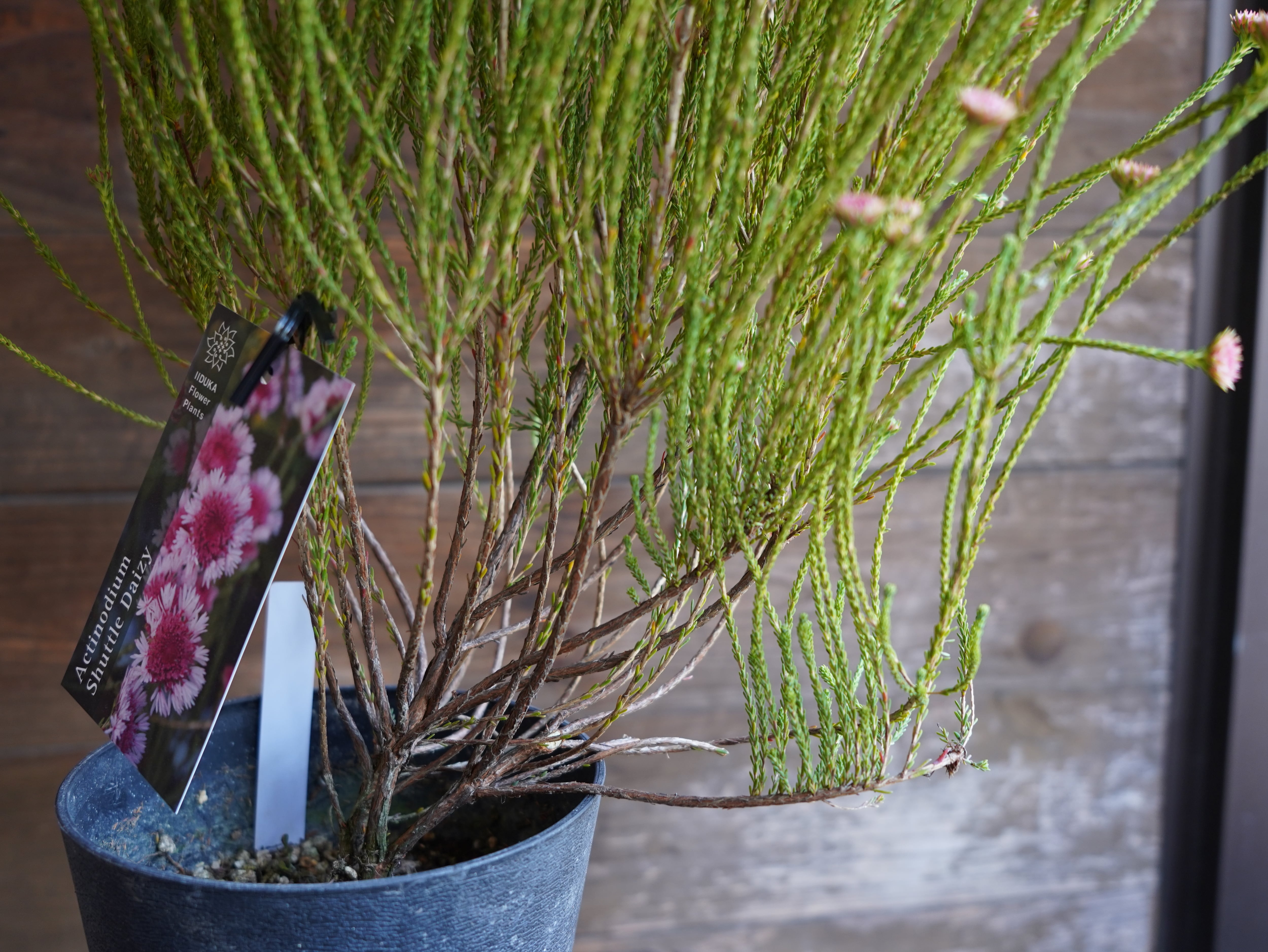 【現物】アクチノジウム ”シャトルデイジー” A