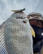 トリックダート2.4in