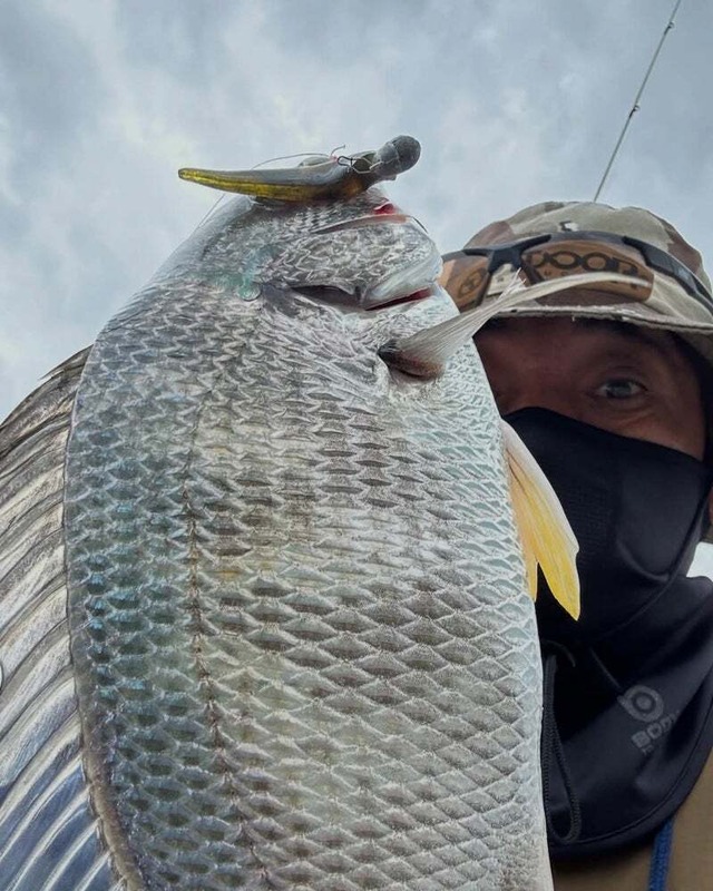 トリックダート2.4in