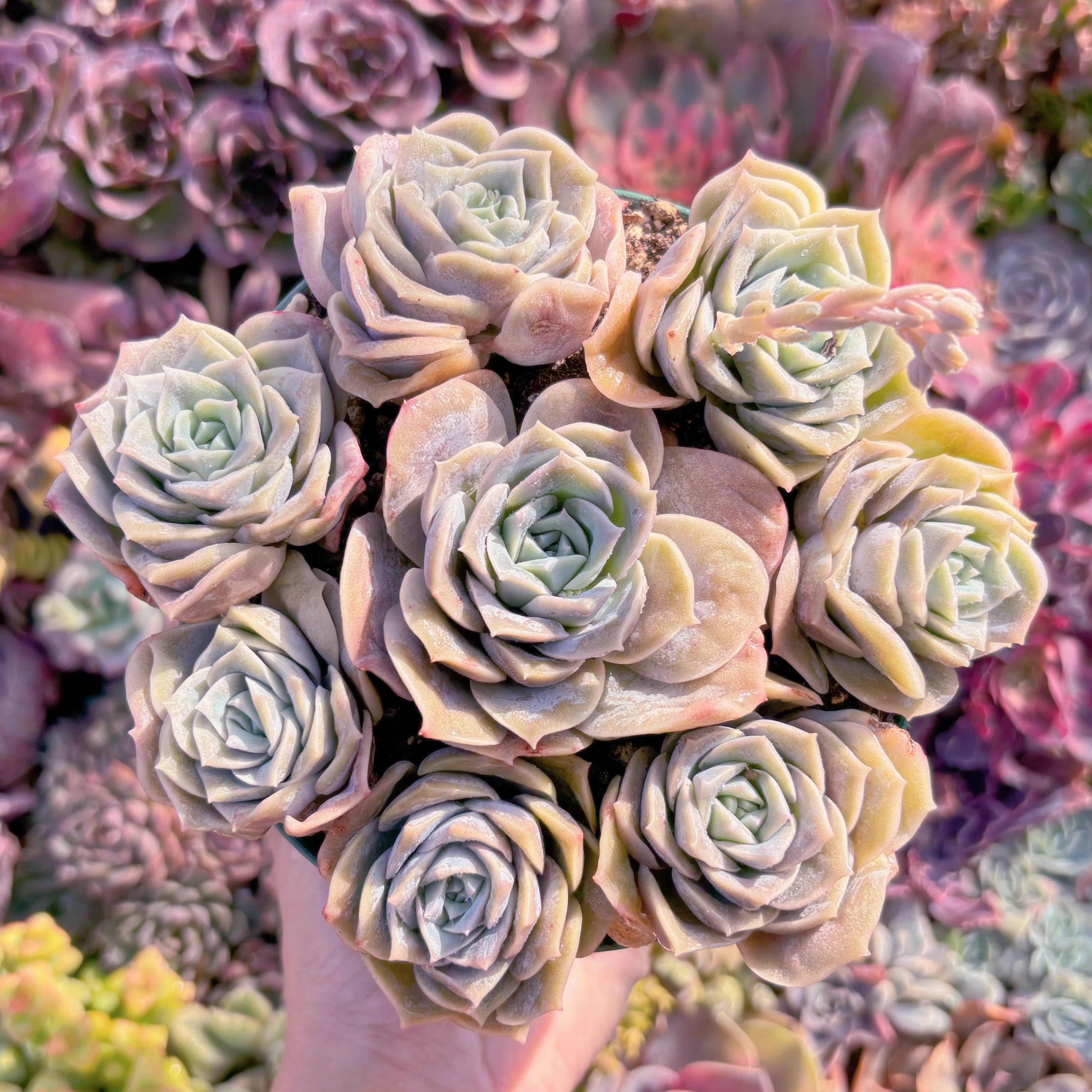 現品　ラブリーローズ#F209　るる農園