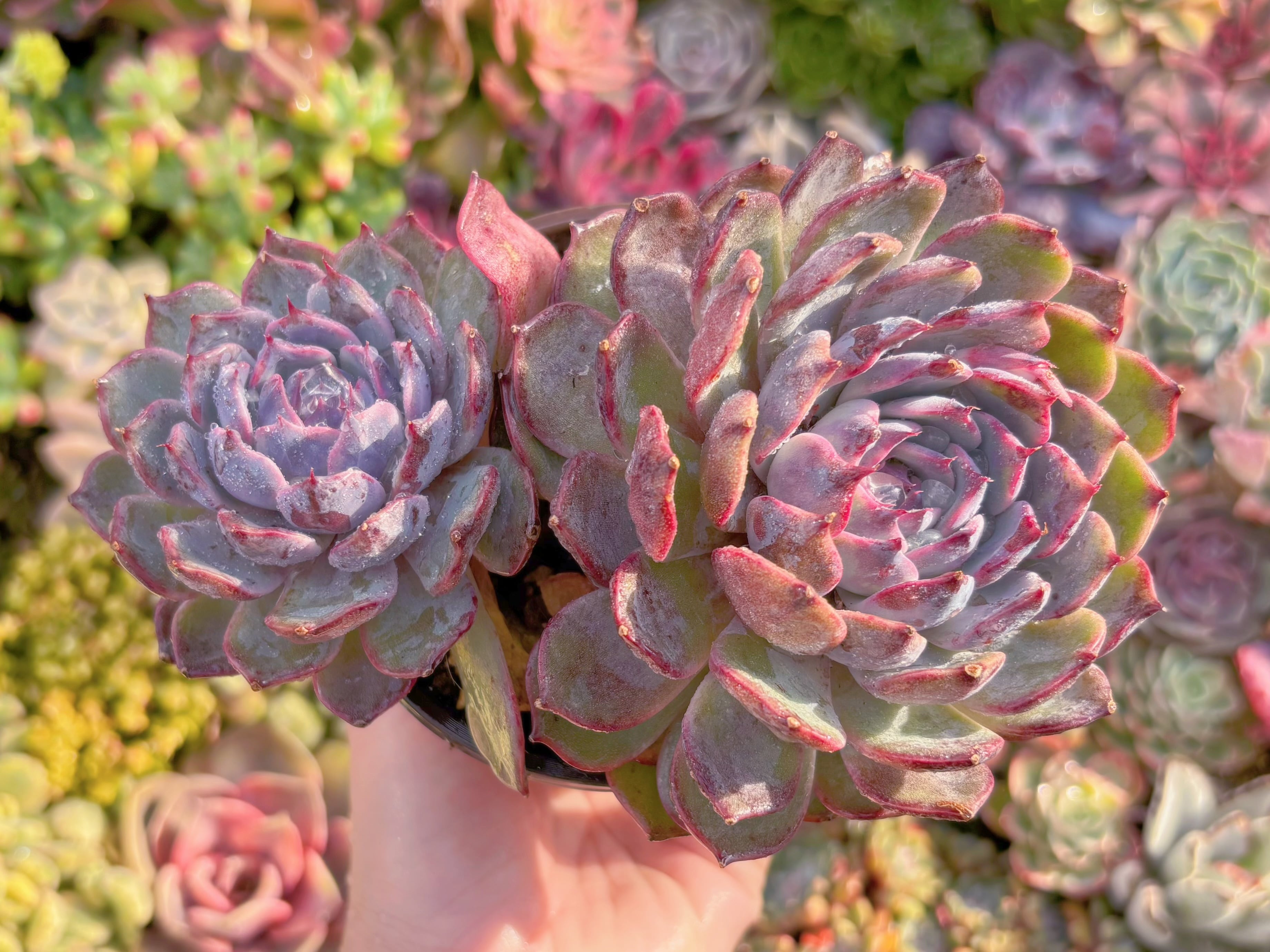 現品　ブルーエンチャントレス#A068　大群生　新入荷　るる農園