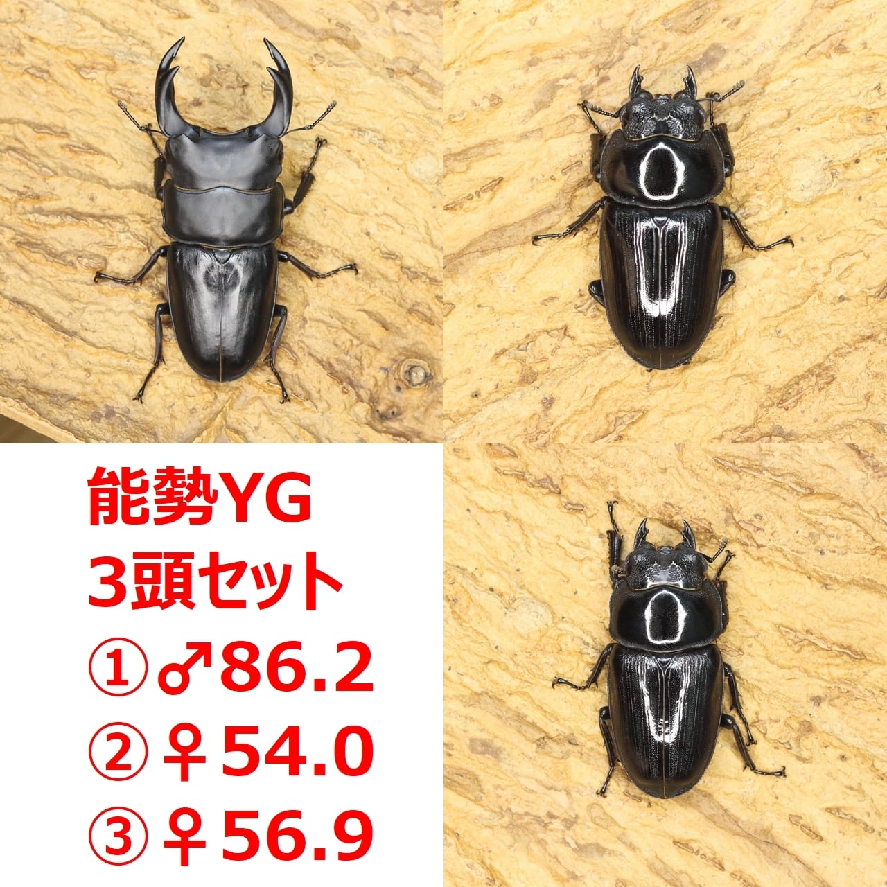 オオクワガタ 標本 死虫 能勢YG血統 脅威の88.8ミリ！ オオクワガタ 標本 死虫 能勢YG血統 脅威の88.8ミリ！