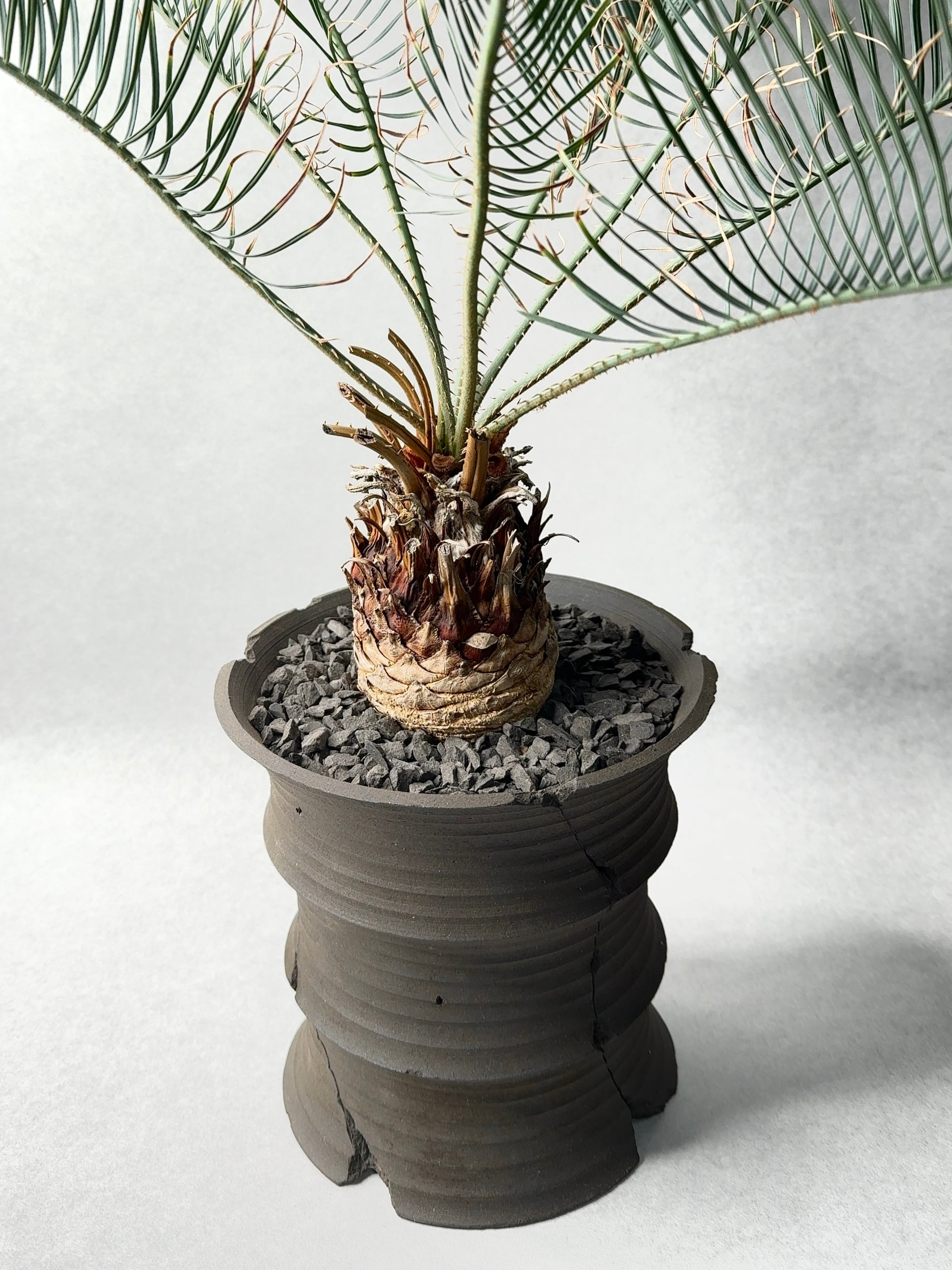 サイカス・カイルンシアナ | trigger