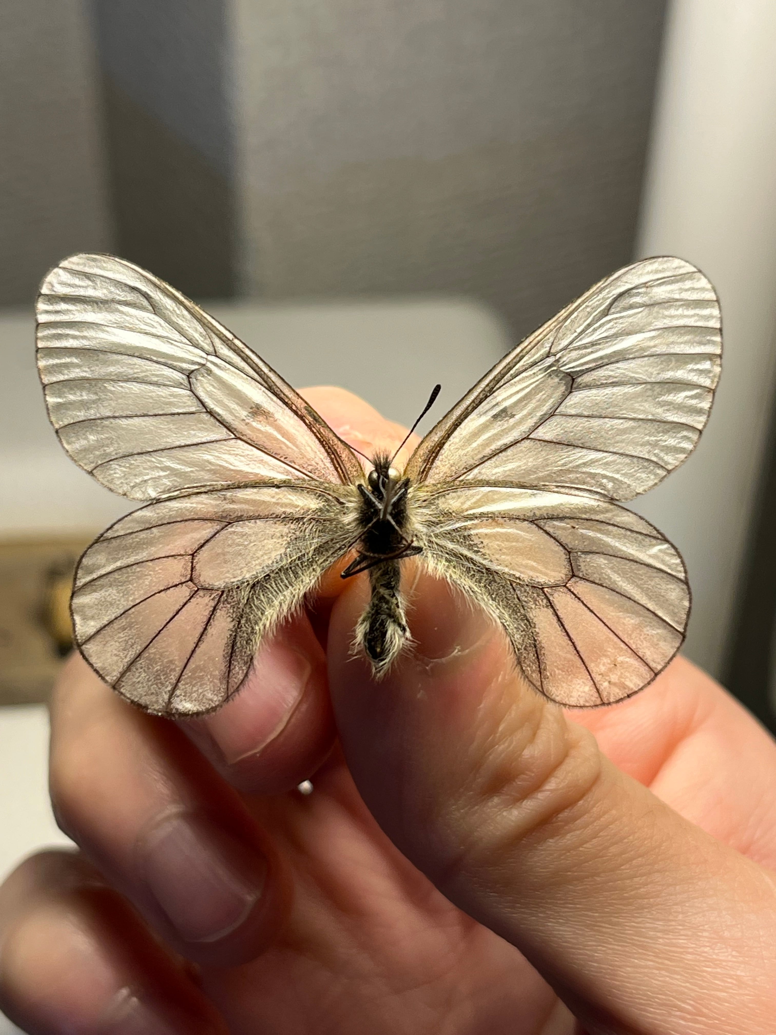 ウスバシロチョウ 標本 薄羽白蝶、Parnassius citrinariusダイスアゲハ