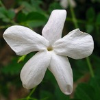 ジャスミン・インドＡｂｓ 精油