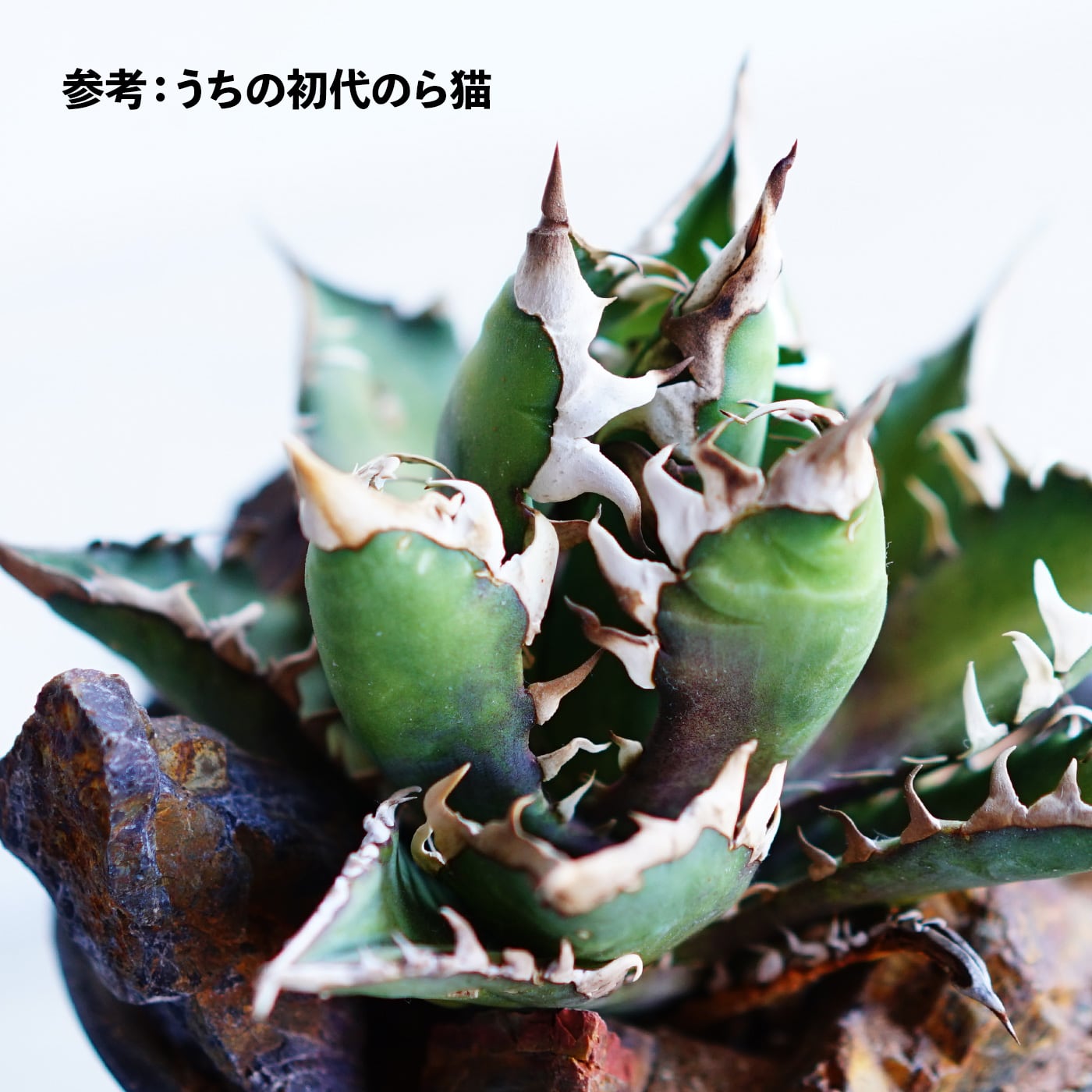 抜き苗 レッドキャットウィーズル 豪快赤葉 Agave titanota 