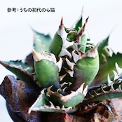 抜き苗 チタノタ レッドキャットウィーズル Agave titanota 'Red Catweazle'