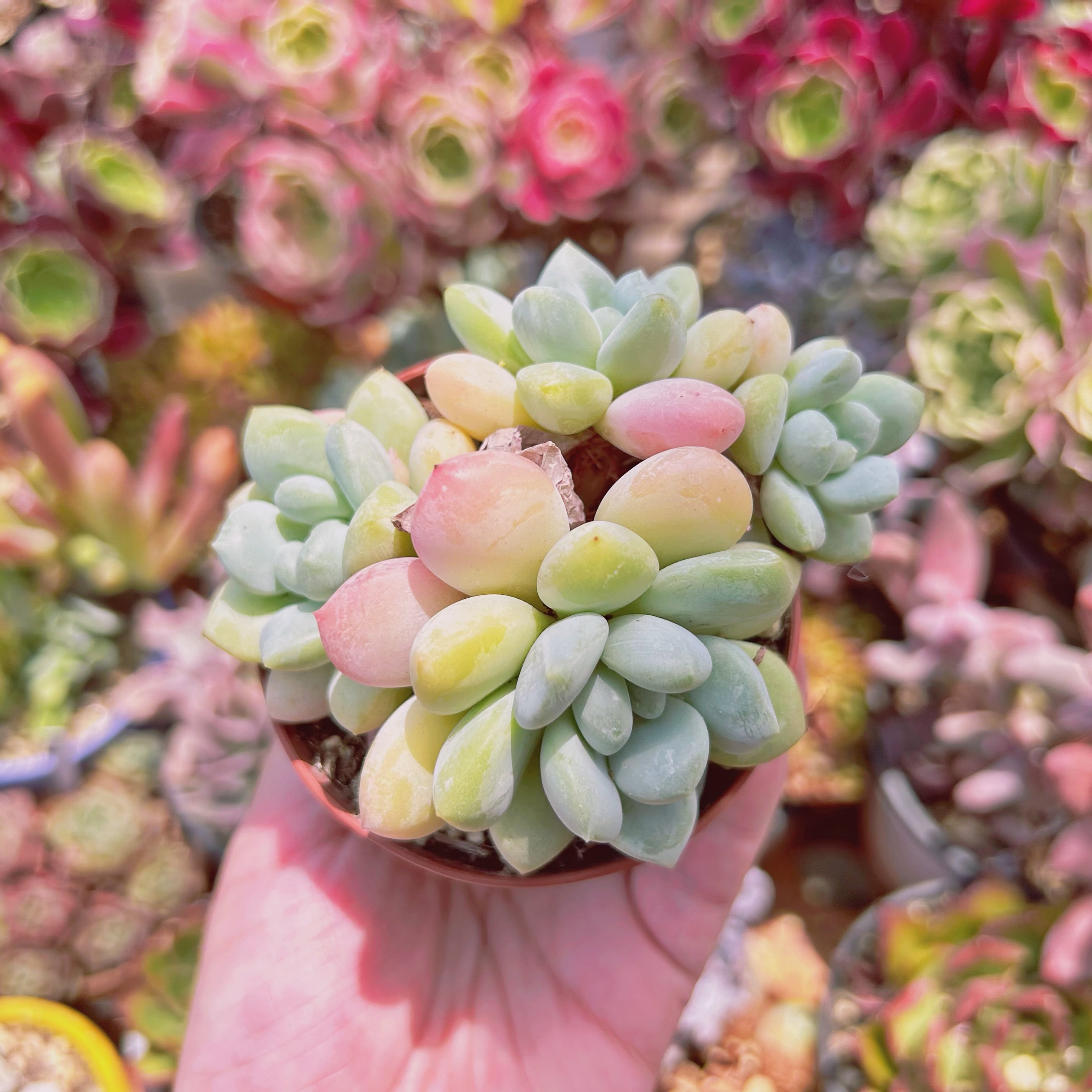 1166現物 多肉植物 ピンクエッグ | るる農園~多肉植物専門