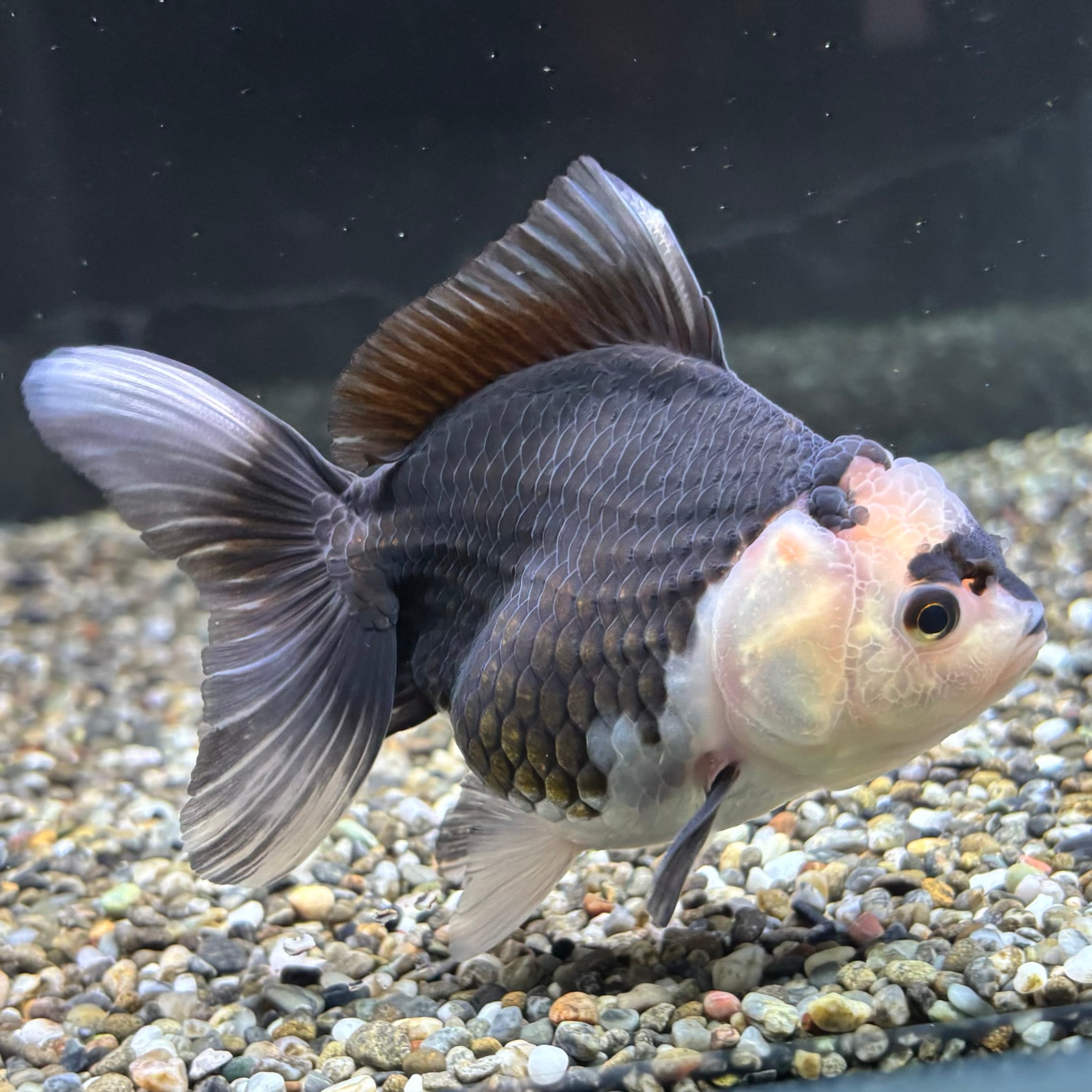 パンダオランダ 11cm