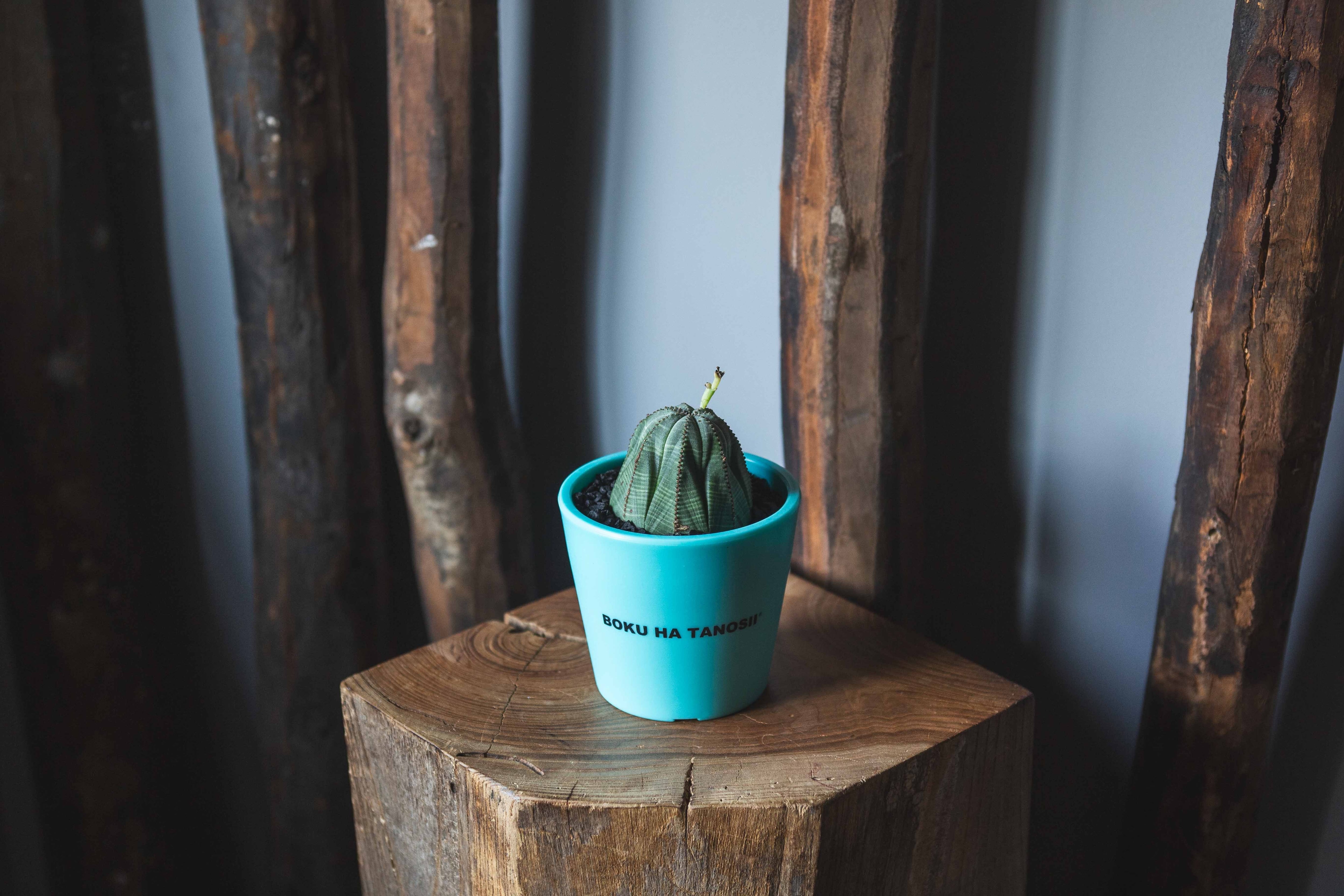 【新作】オベサ × ボクタノ鉢【BOKU HA TANOSII】Euphorbia obesa