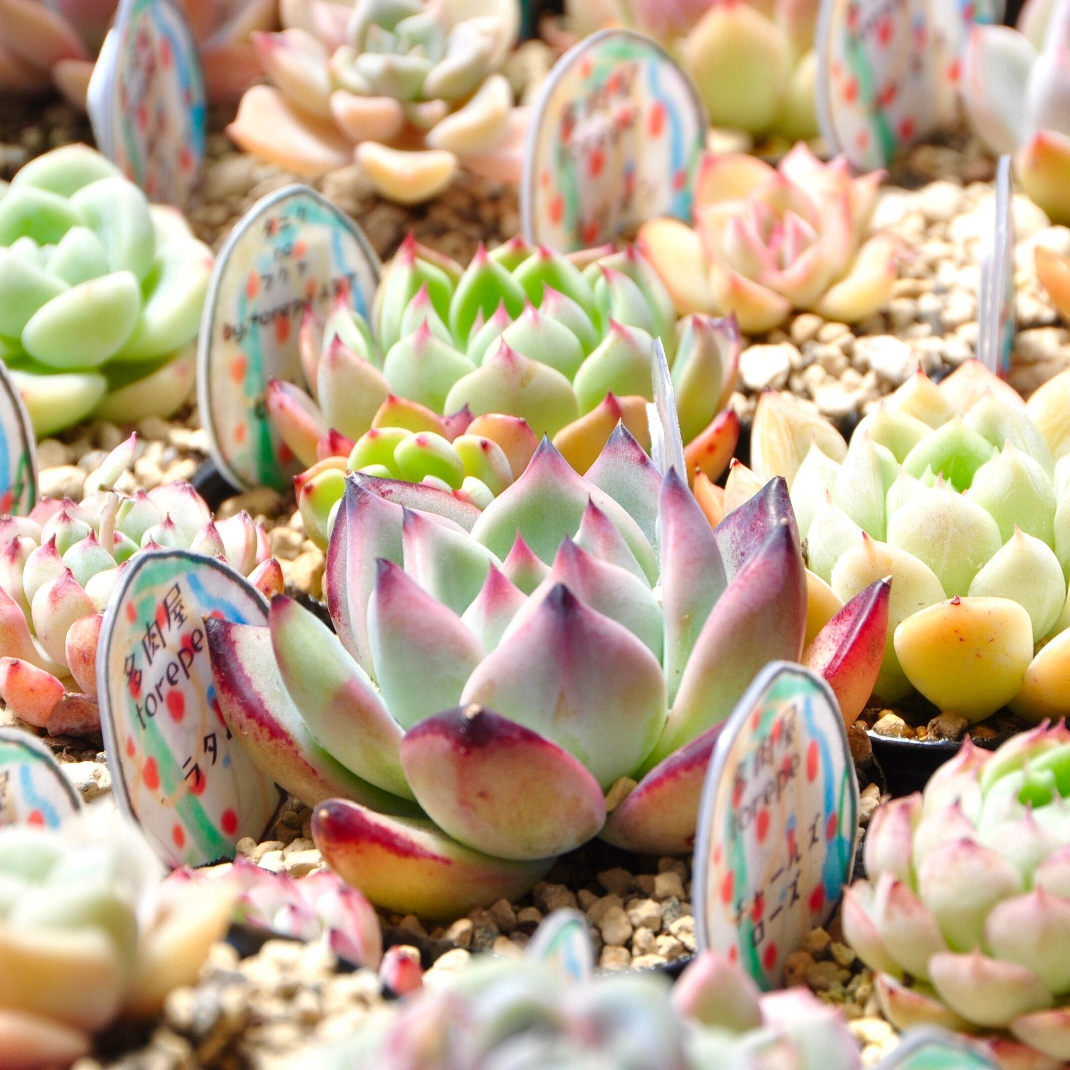 福袋♡torepe厳選HAPPYY過ぎちゃう福袋♡めちゃ可愛い子ちゃんいっぱい