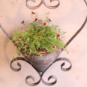 モンディマンシェ　寄せ植え　モノプシスハング｜　届いてすぐ玄関に飾れる 　プレゼントにもオススメ　