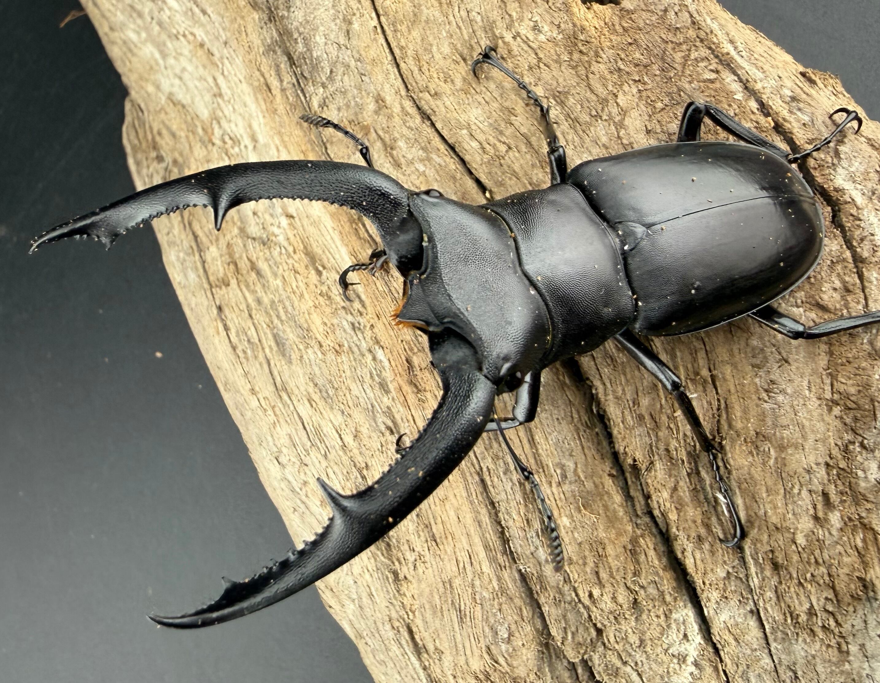 WD】《ミンダナオヒラタ キダパワン産 86mm A'品ペア》 | KPW