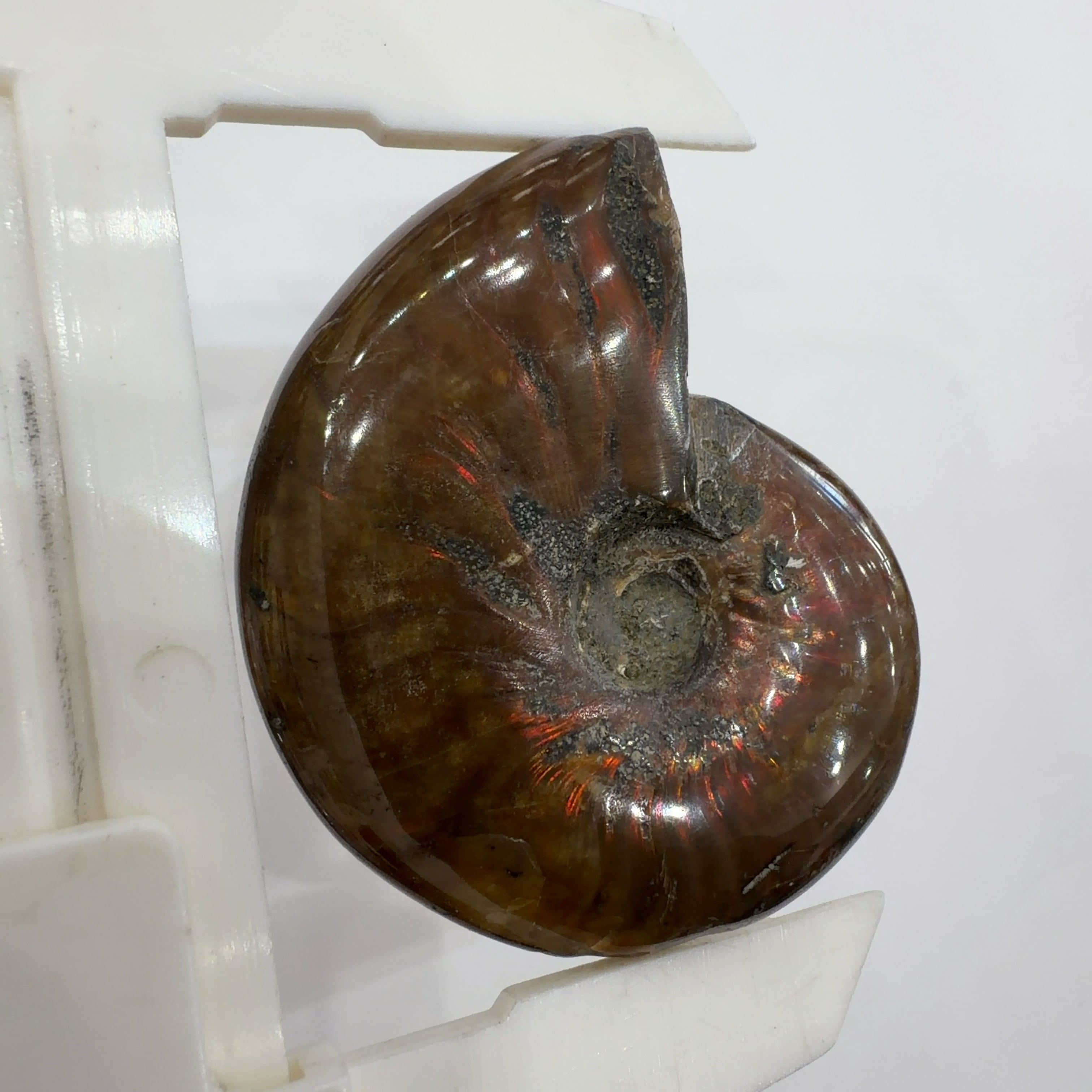 E28205】レッドファイヤーアンモナイト 化石 クリオニセラス