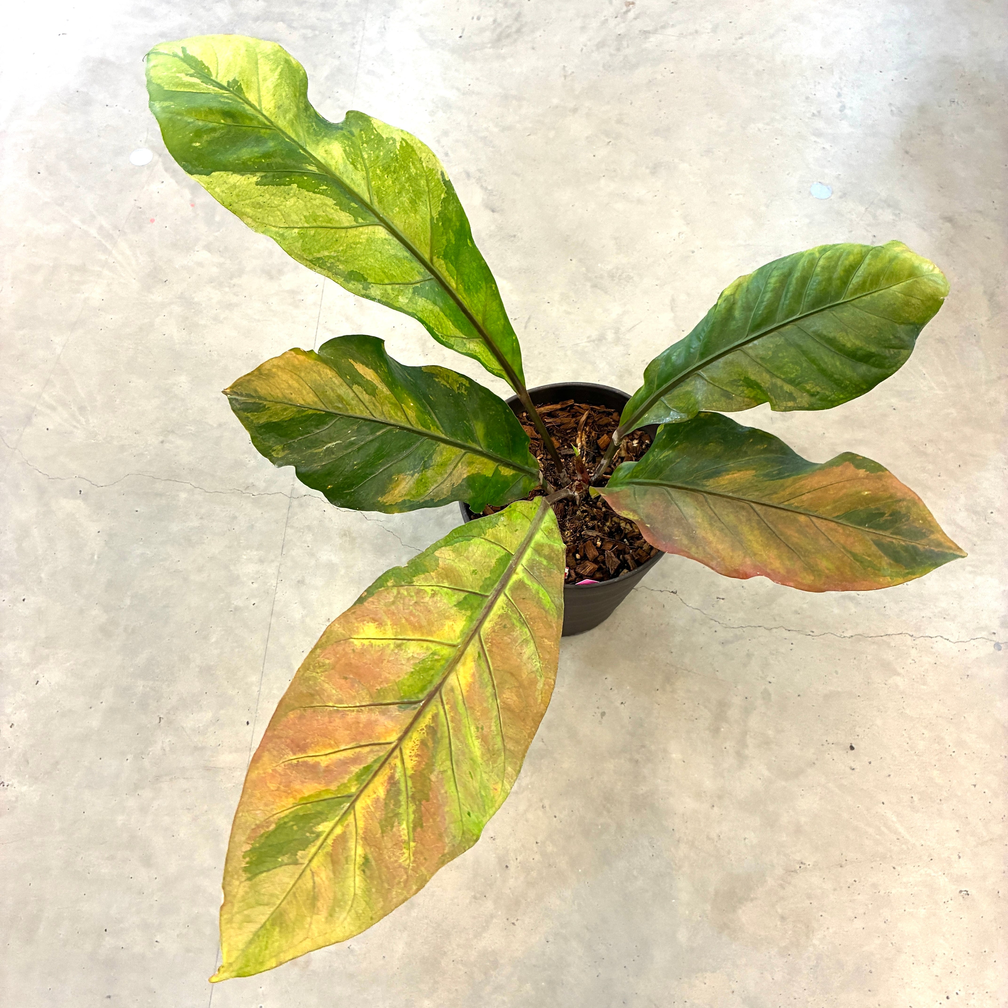 クリアランス】アンスリウム フーケリー 斑入り【506】 | PROTOLEAF