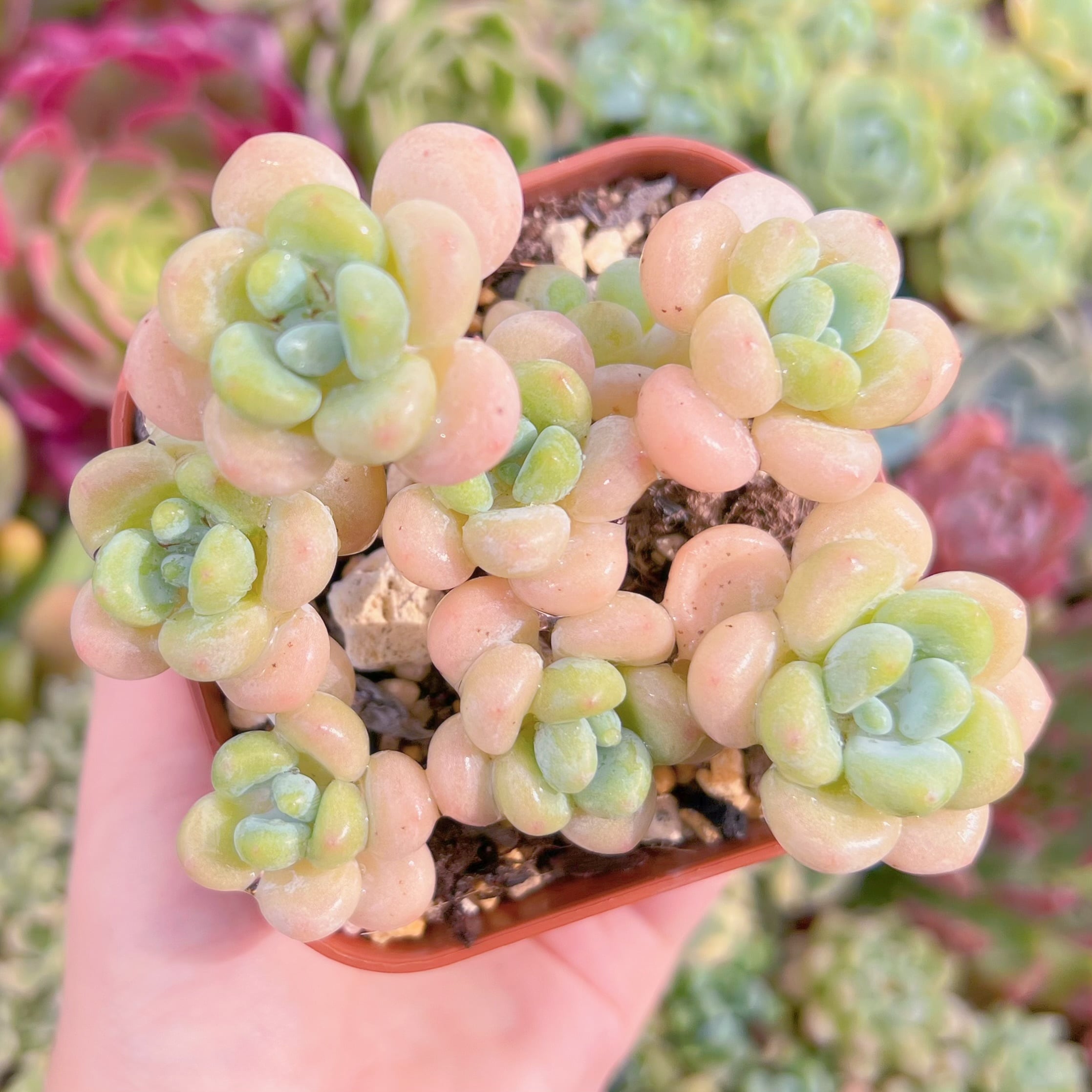 現品　ミルクキャンディ#722　群生　るる農園