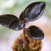 Ludisia discolor var. nigrescens / ルディシア ディスカラー ニグレスセンス④ / 観葉植物