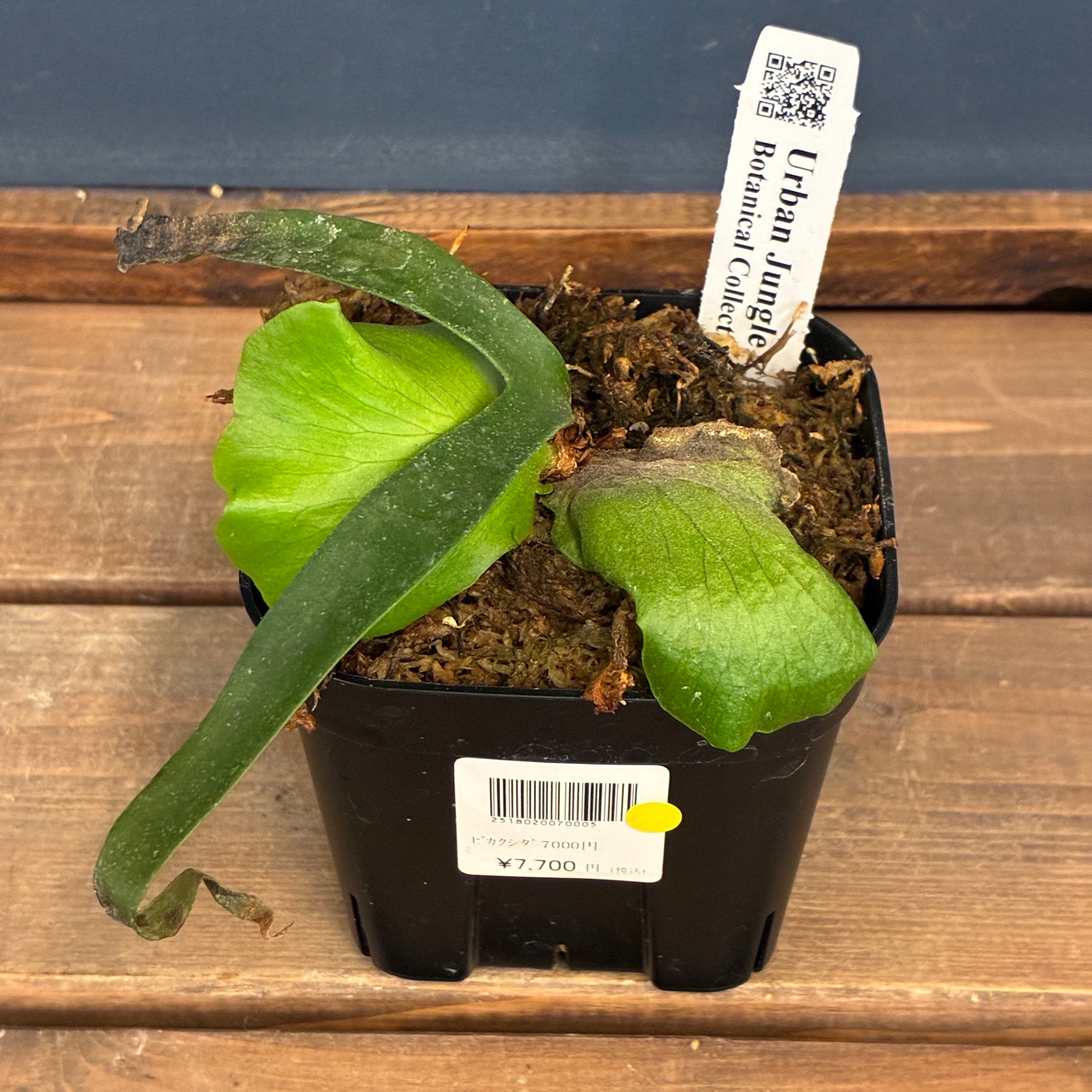 ビカクシダ P. coronarium cv 'QQ' (TC)【402】【◇】 | PROTOLEAF