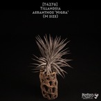 【送料無料】aeranthos Nigra M〔エアプランツ〕現品発送T4276