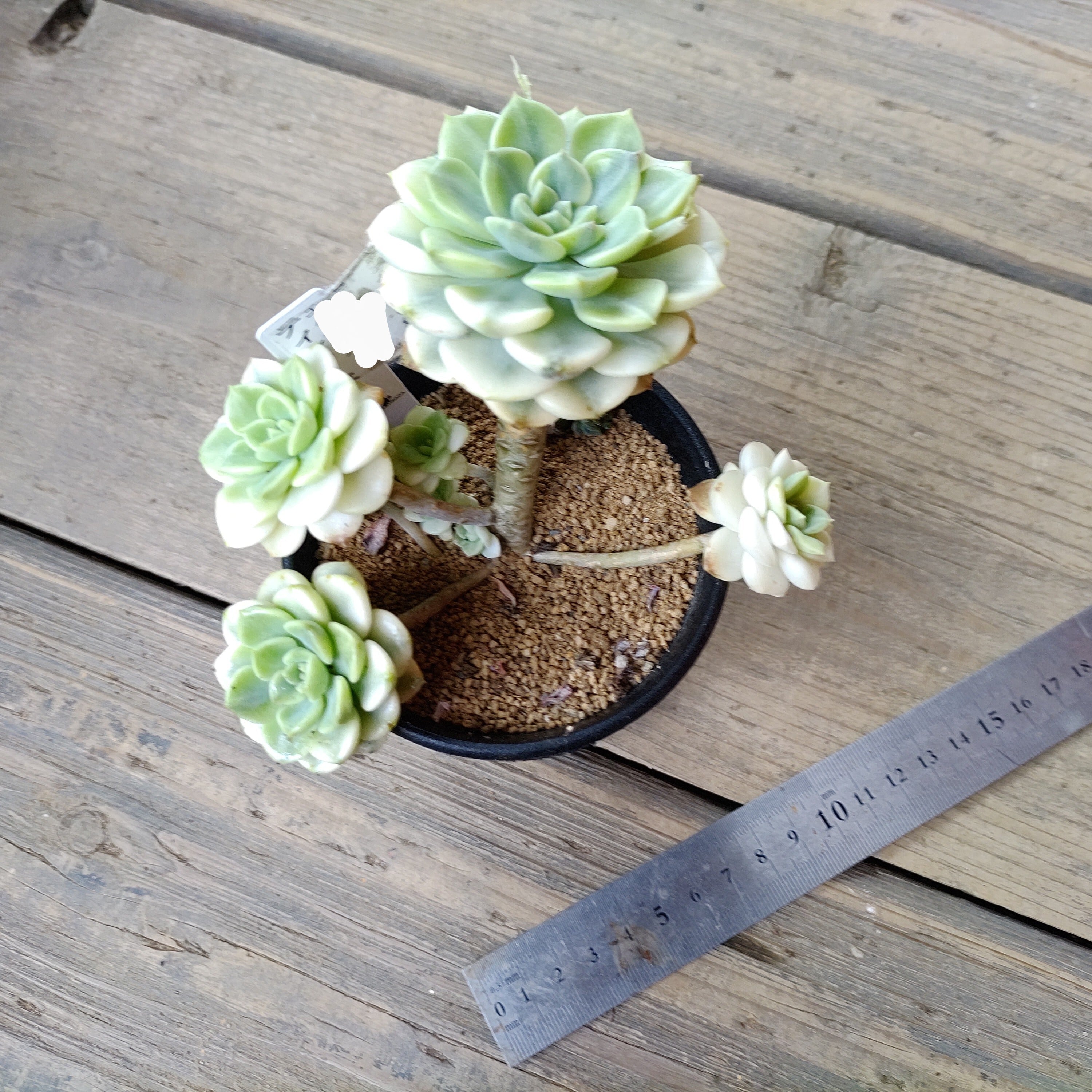 おまとめ中！39SALE！多肉植物^o^  ティンカーベル ティンカーベル錦 – Bull Succulent