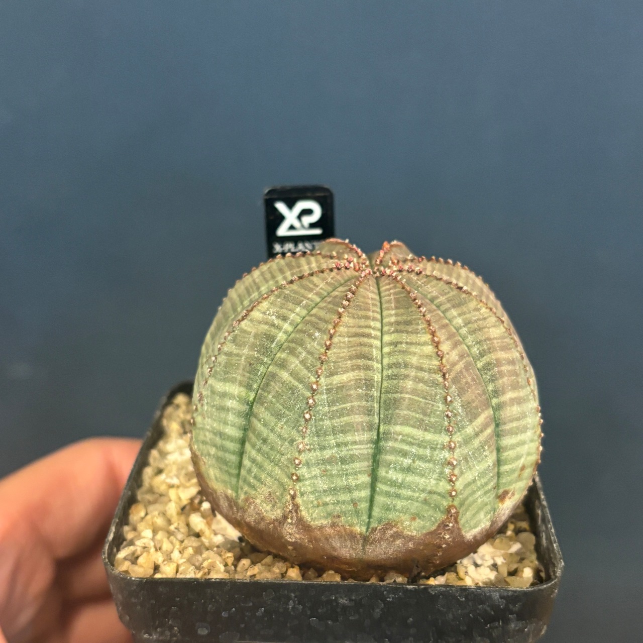 【現品】2026年　ユーフォルビア福袋　10,000円