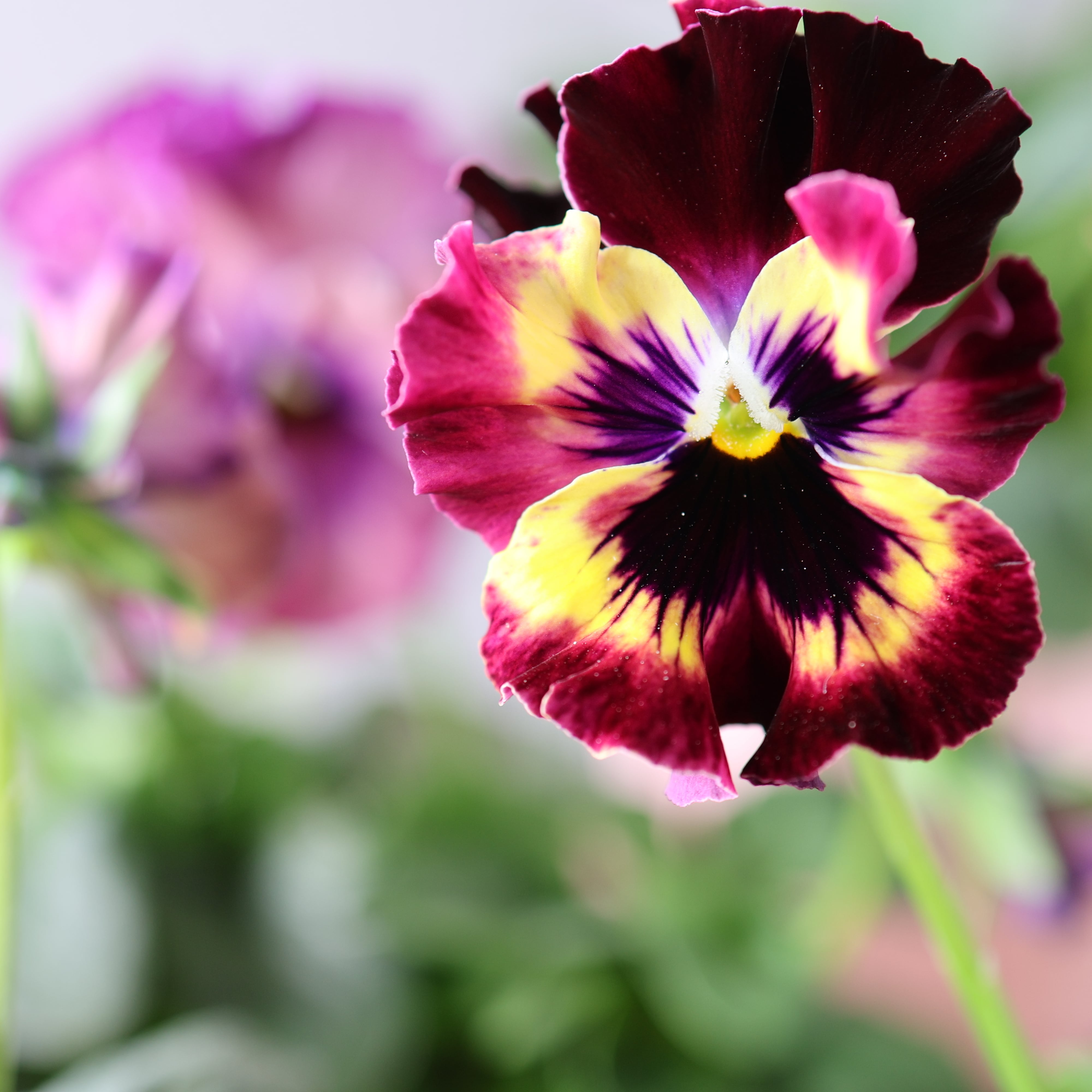 480 桂楓園さんオリジナルのフリル咲きパンジー『フェデネージュ モネ