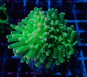 【現地買い付け】EuphylliaCristata 2種付き