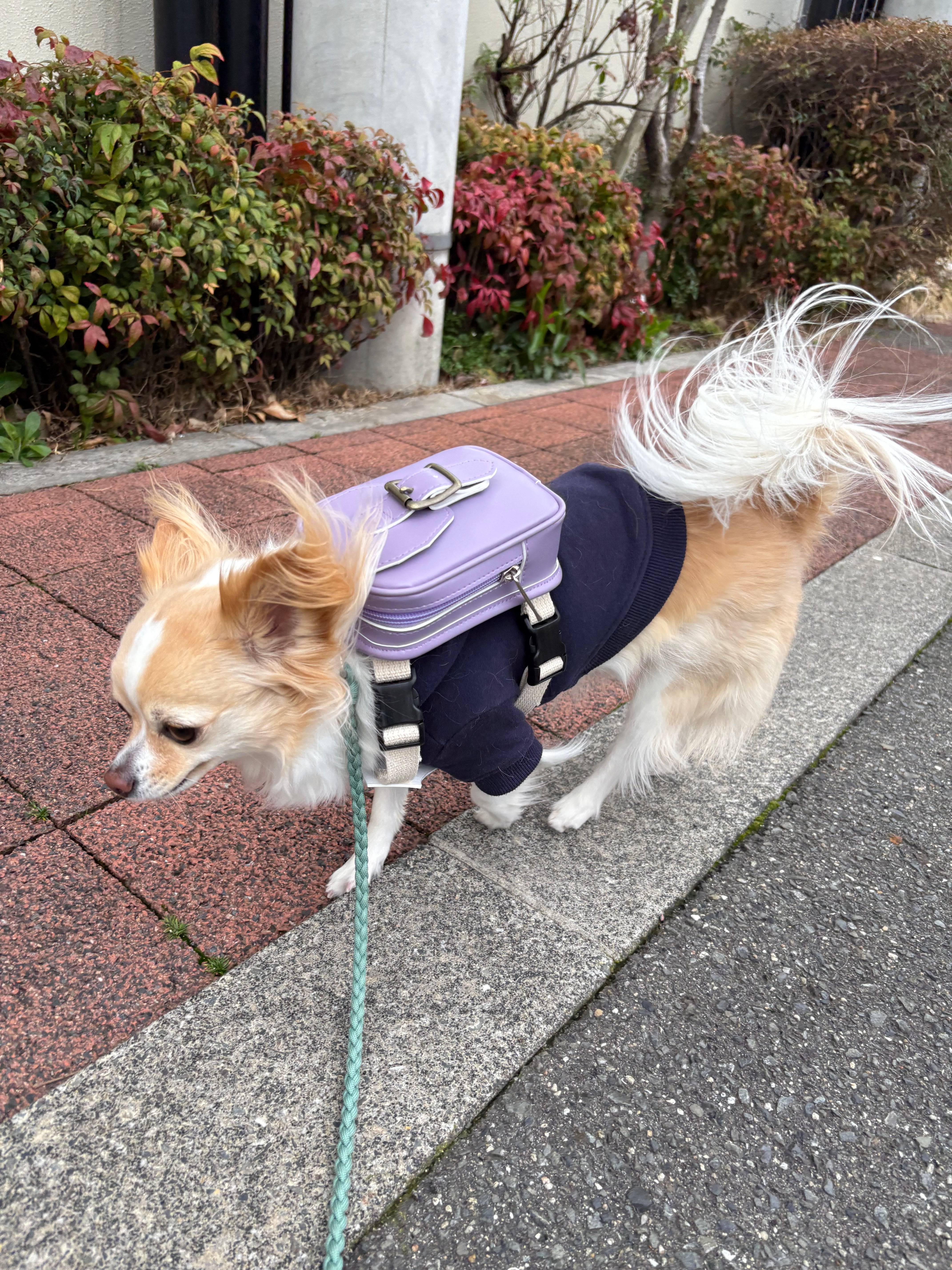 ワンどせる 人工皮革製 犬用ランドセル ワンどせる《ワンちゃん用ミニランドセル》 | MITTAG