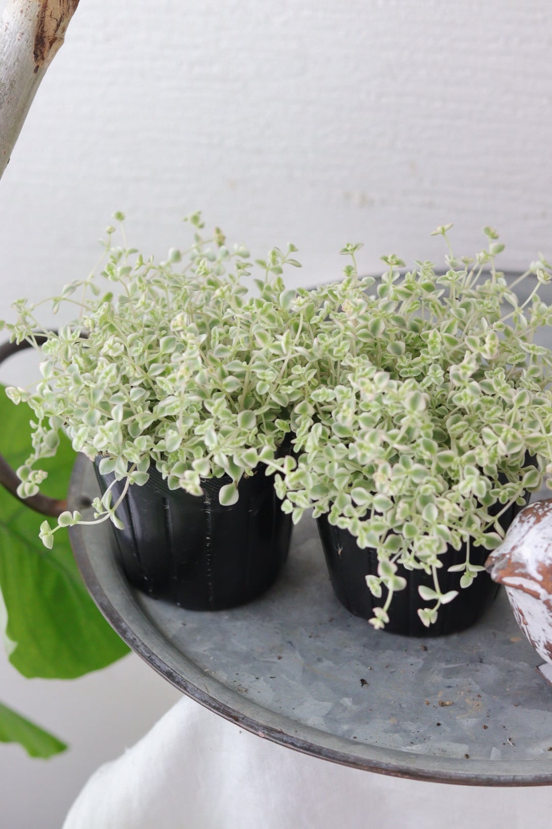 つやつやリーフ♡とても強い♡ザミオクルカス♡9号鉢 | Total Plants Egret