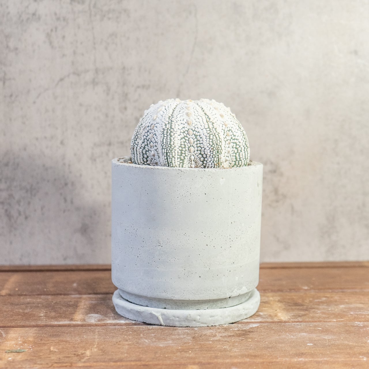 【厳選株】最大幅11cmの特大スーパー兜｜手作りモルタル鉢に映える、白く美しい星点が詰まった至極のサボテンです｜虫発生抑制