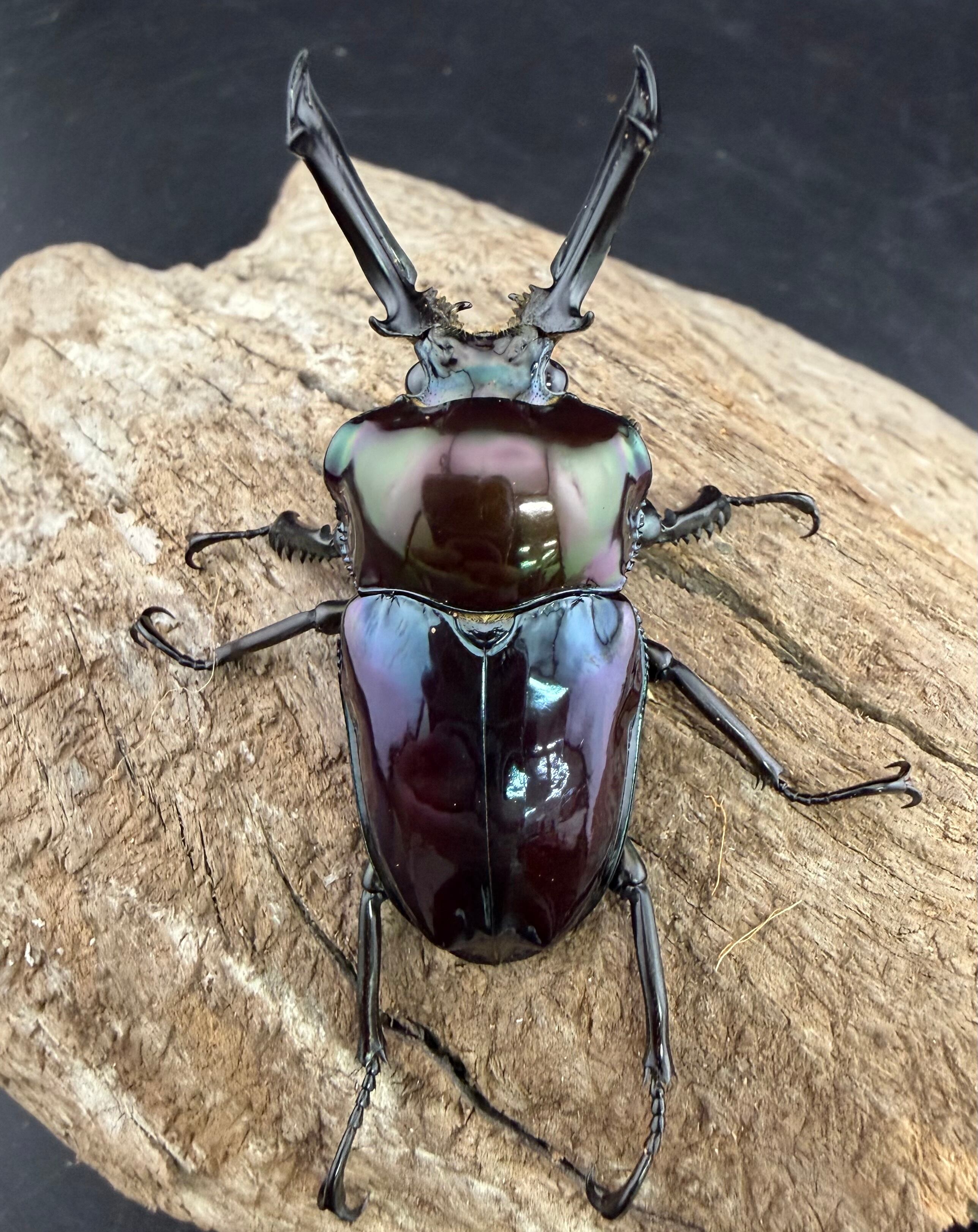 ニジイロクワガタ 虹瑠璃 52.5mm ペア》ハイマウンテン氏委託個体