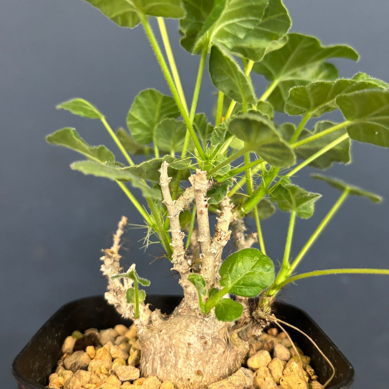 ヤトロファ　マルギナータ【788】