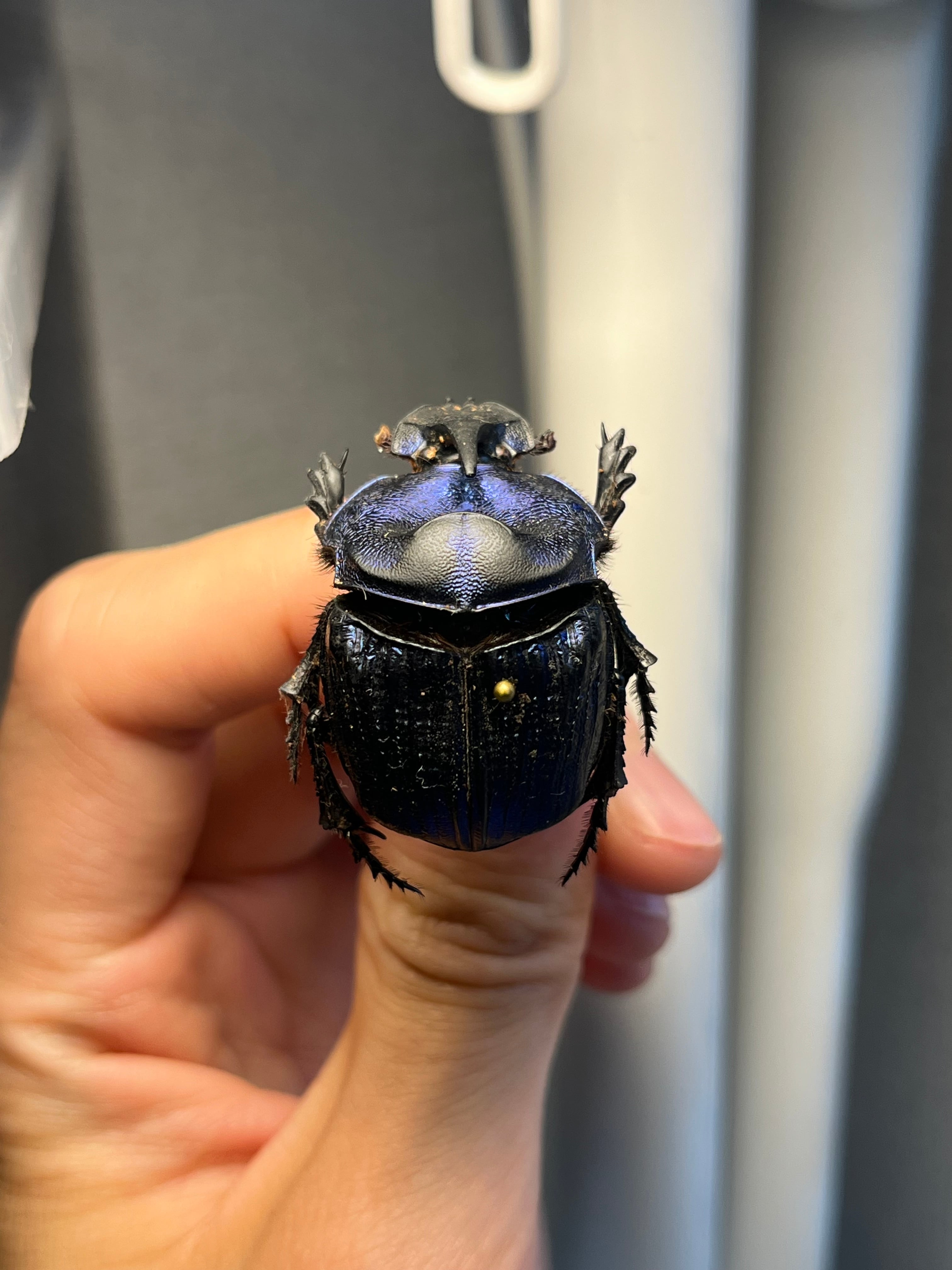 36mm♀】ランキフェルオオニジダイコクコガネ ランキフェール昆虫標本