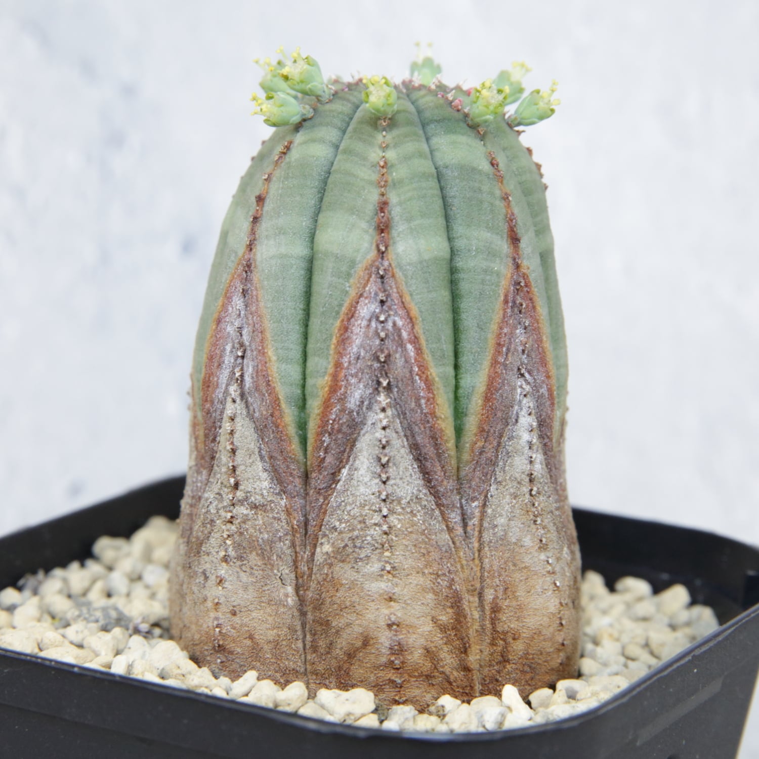 ユーフォルビア オベサ(メス) 美株 メス株 超美模様 木質化 マイクロオベサ / ユーフォルビア