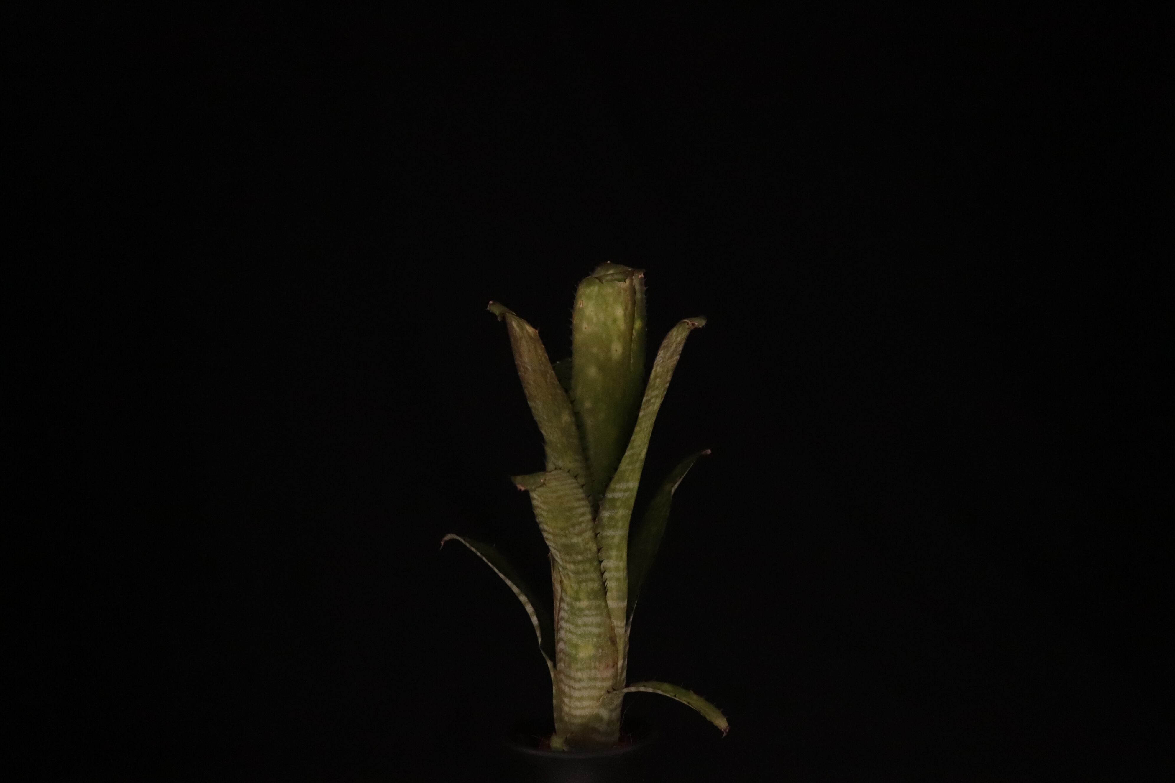 送料無料】Billbergia 'Kolan Apocalyptic' x 'Kolan Crunch