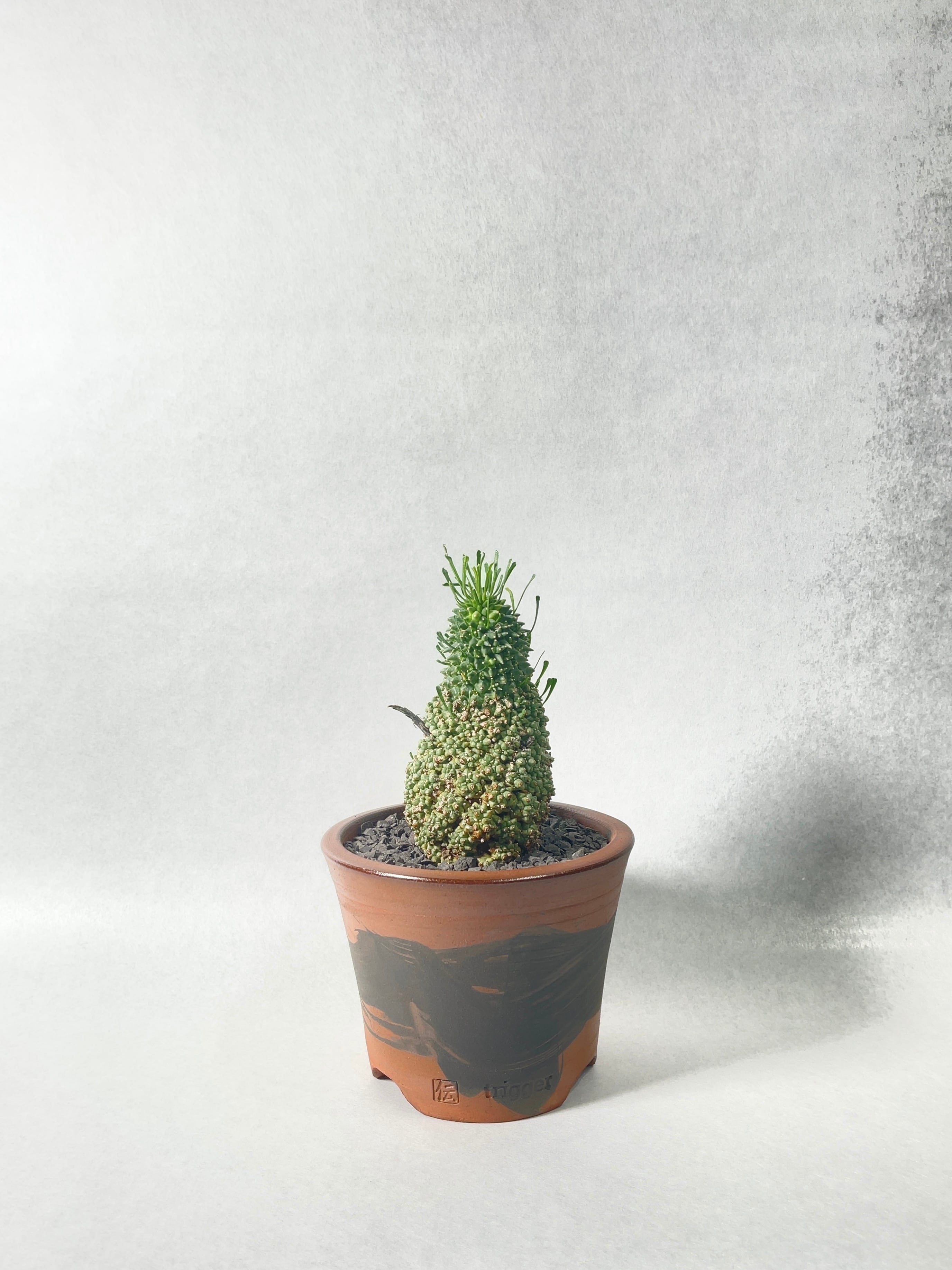 ユーフォルビア・ムルチセプス | trigger