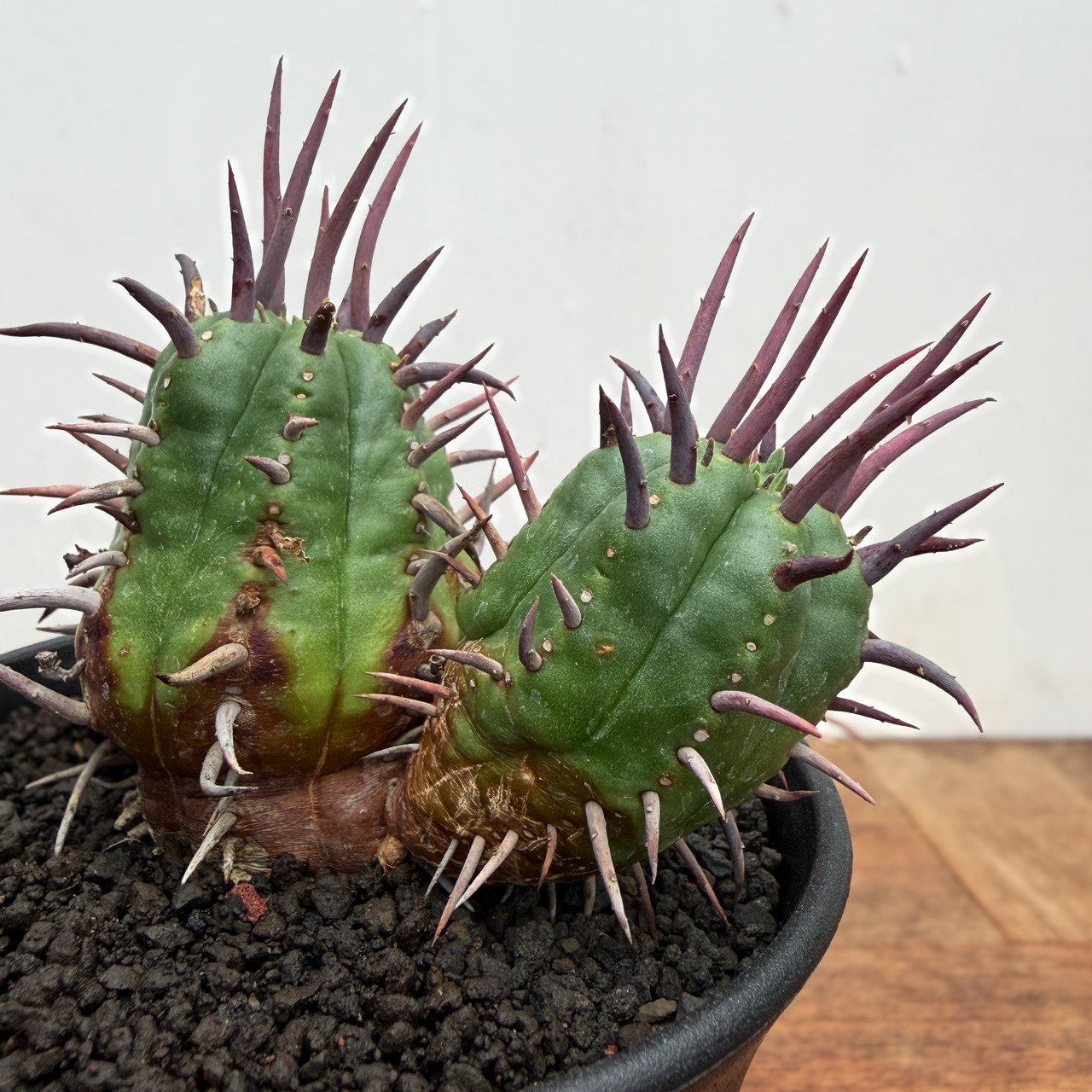 Euphorbia ferox【ユーフォルビア・フェロックス】