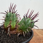 Euphorbia ferox【ユーフォルビア・フェロックス】