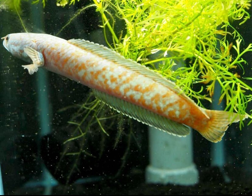 WILD　チャンナ　コッキネア13cm± ◇激レア◇WILD チャンナコッキネア（channa coccinea) 1匹 | アクア