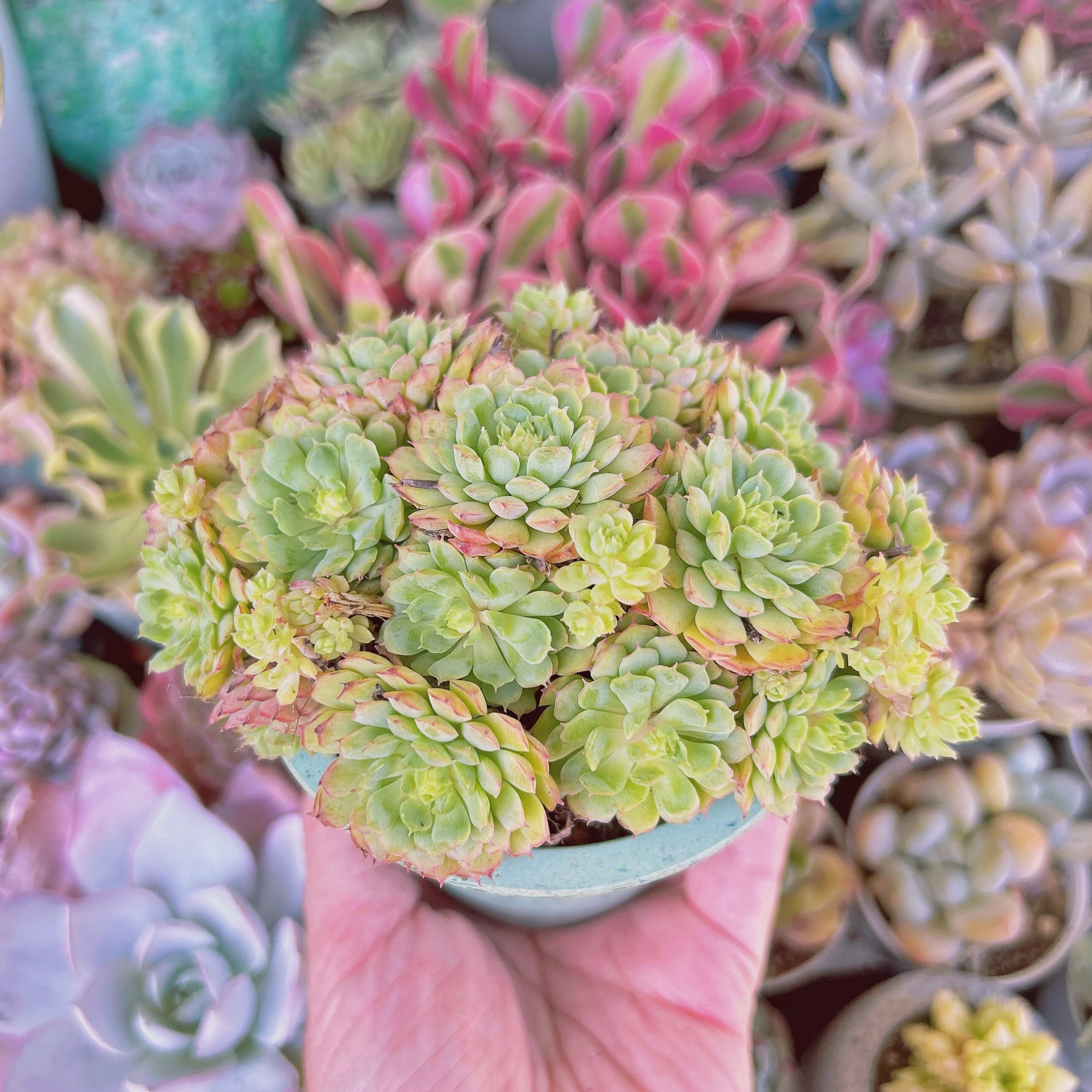 多肉植物 新品種 レッドグロブローサ 特大 12頭以上 | RunaHana