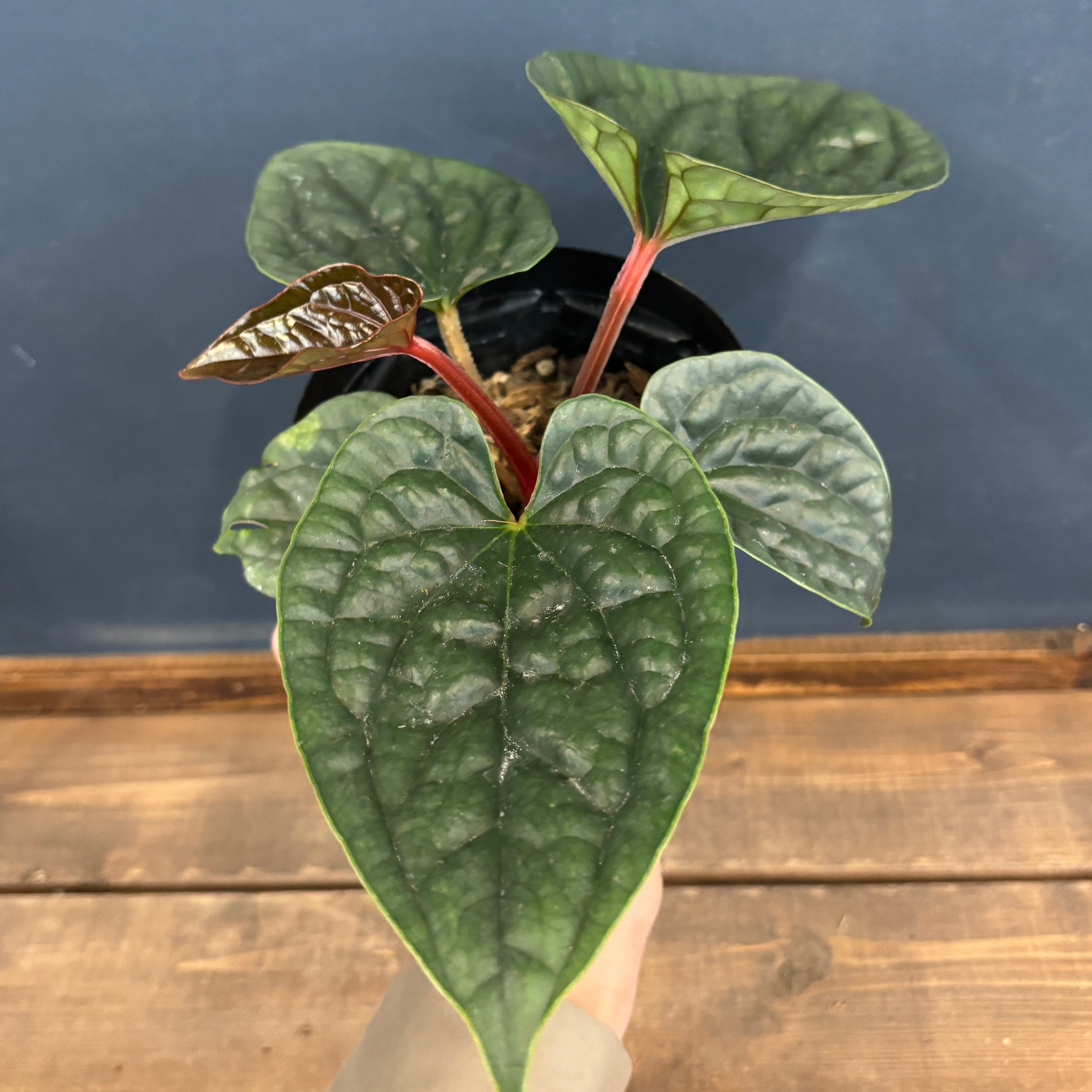D アンスリウム ルクスリアンス アンスリウム ルクスリアンス Anthurium luxurians 【公式通販】
