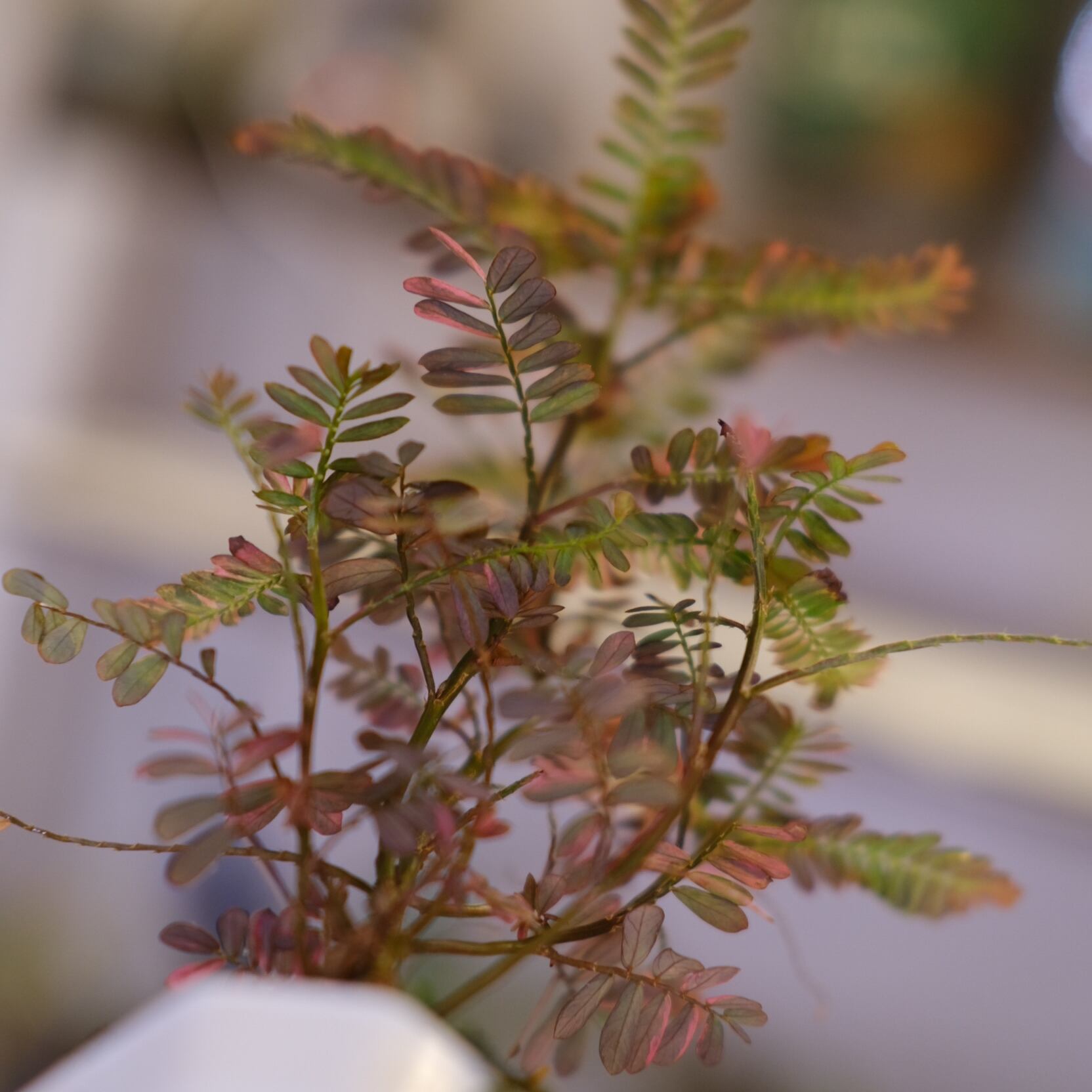 Phyllanthus urinaria 'Pink Variegated'│フィランサス・ウリナリア