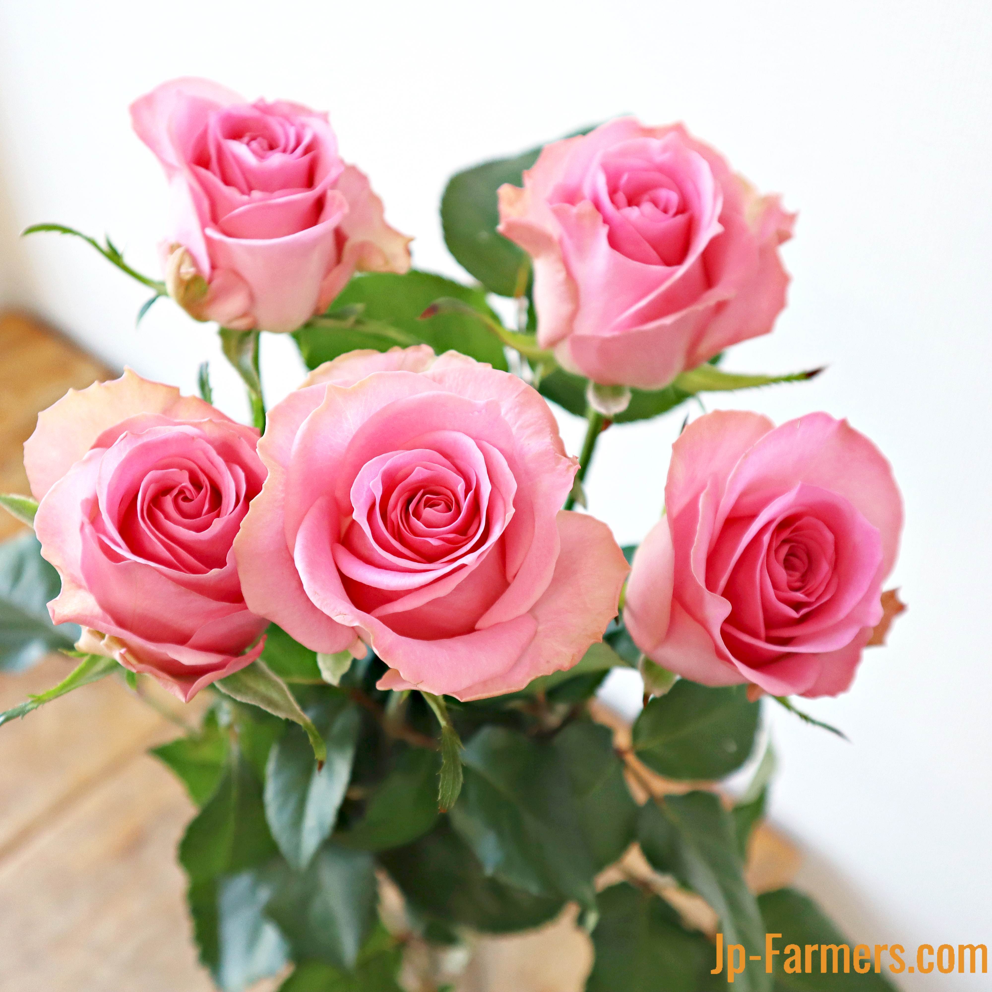 神田ばら園 10本 ☆バラ品種名：ブロッサムピンク | 新鮮お花問屋 Jp