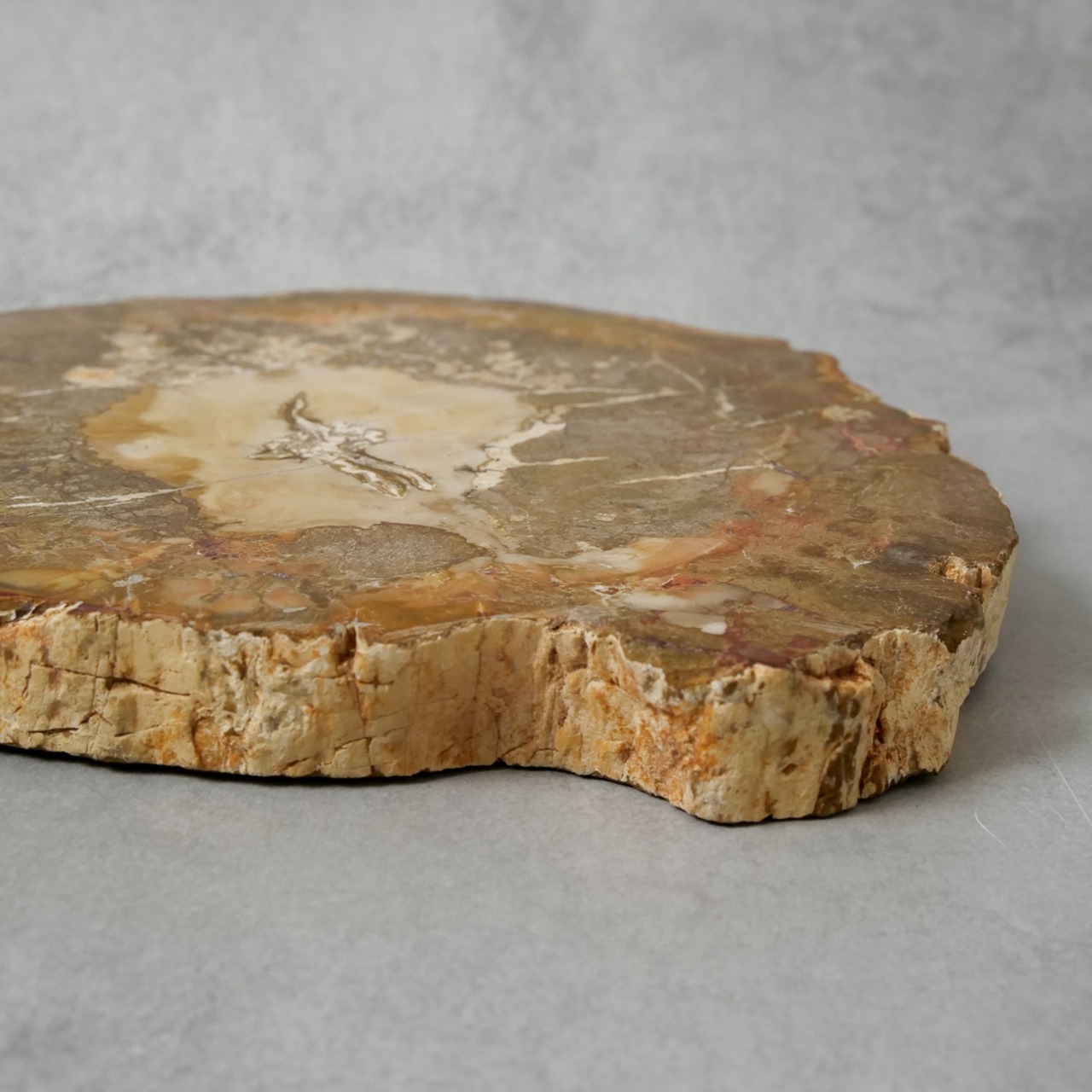 ペトリファイドウッド / スライス プレート【3】