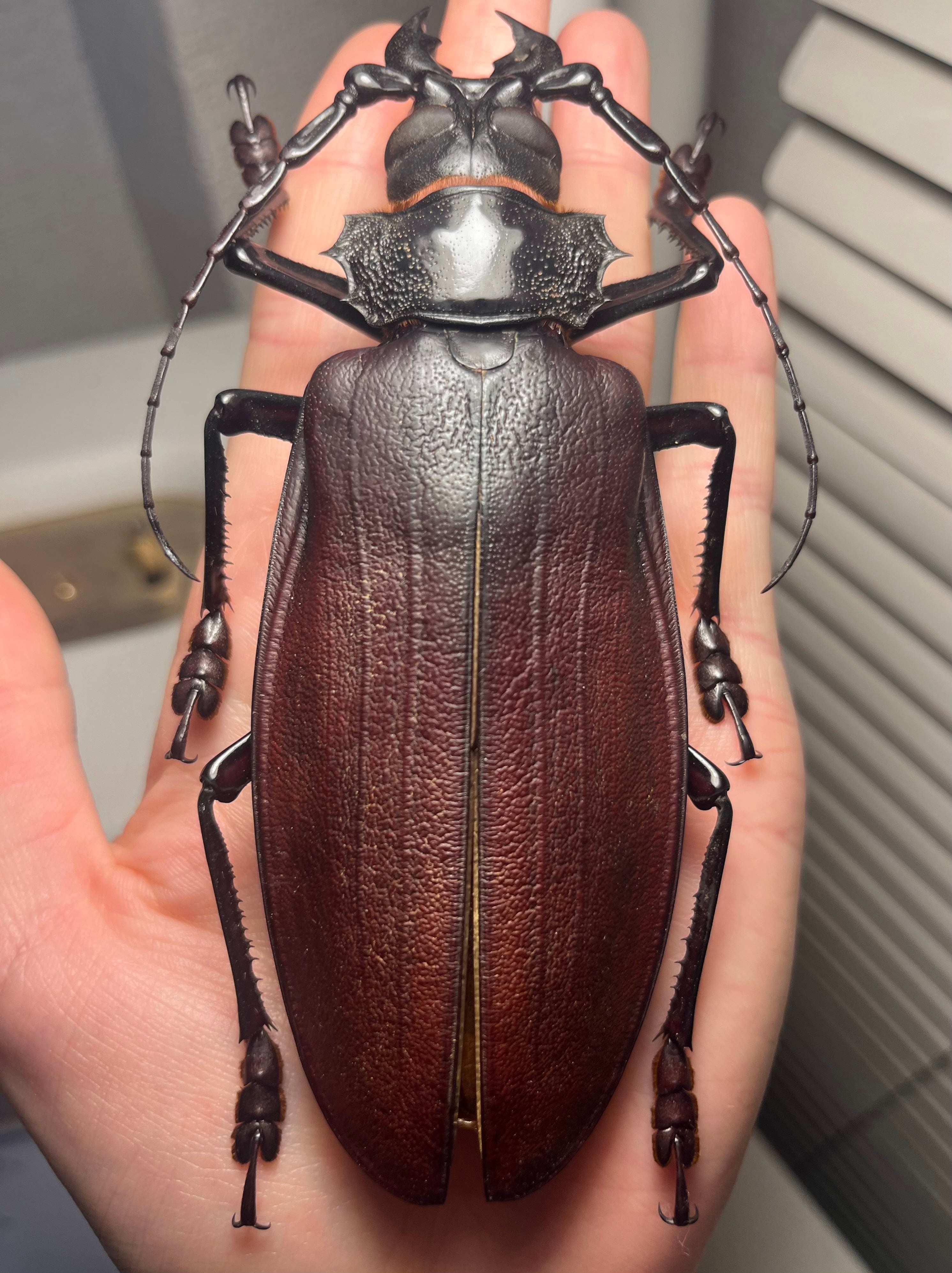 131mm】タイタンオオウスバカミキリ カブトムシクワガタハナムグリ