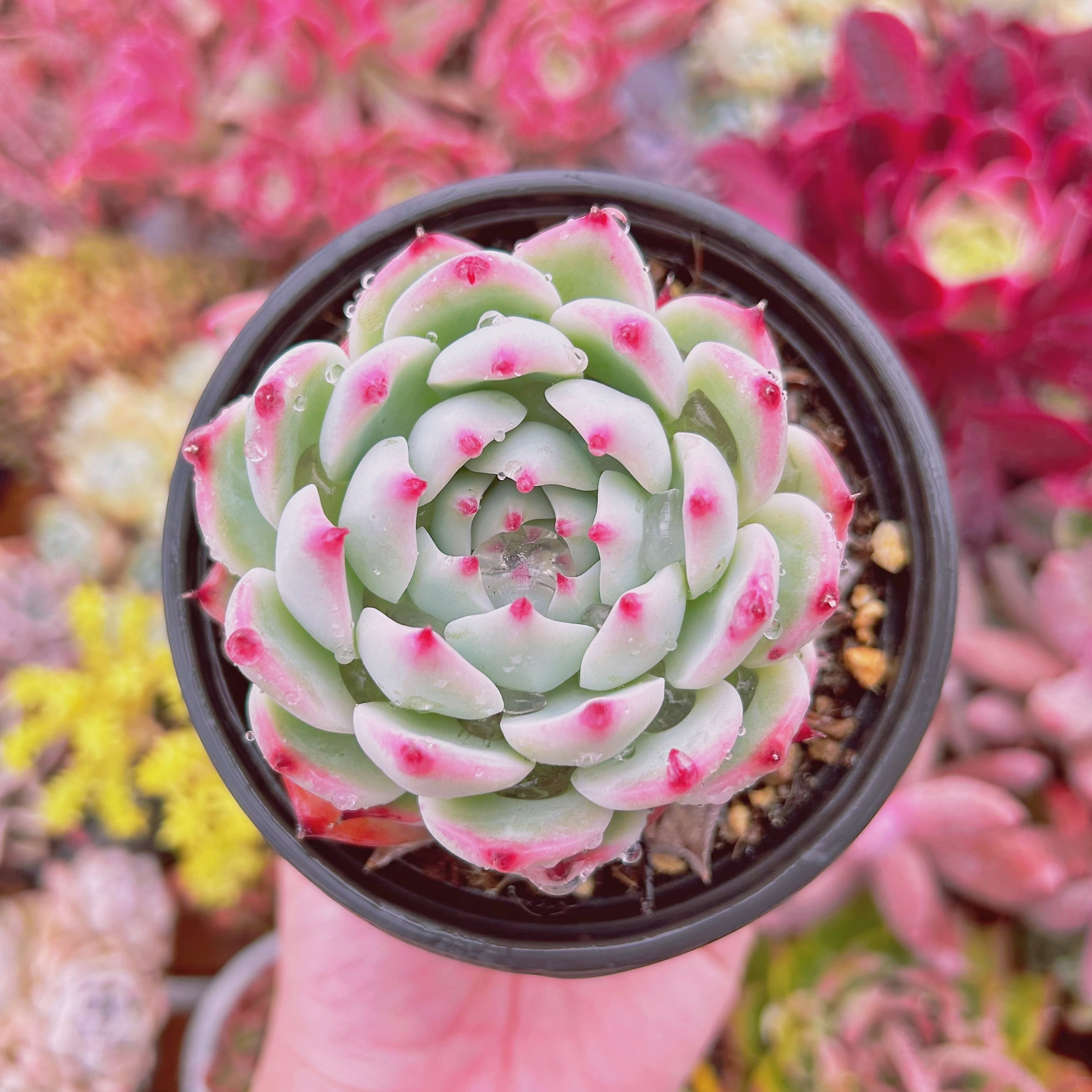 #221現物　多肉植物　Lindsay  特大　抜き苗