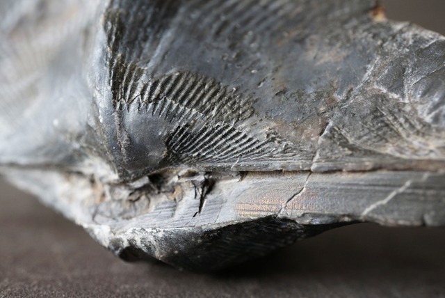 ベルギー産腕足類化石 Cyrtospirifer verneuili 922